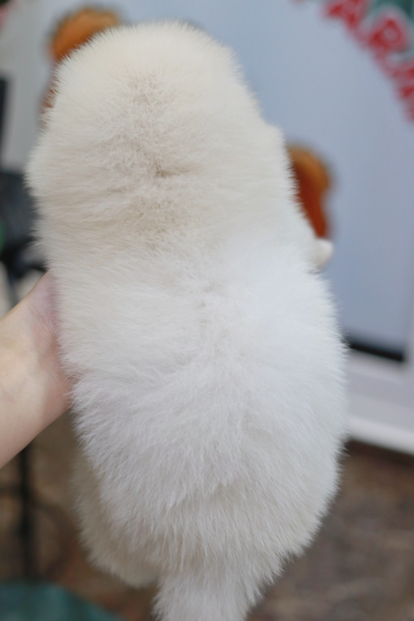 ปอมเมอเรเนียน เพศผู้ สีขาวครีม