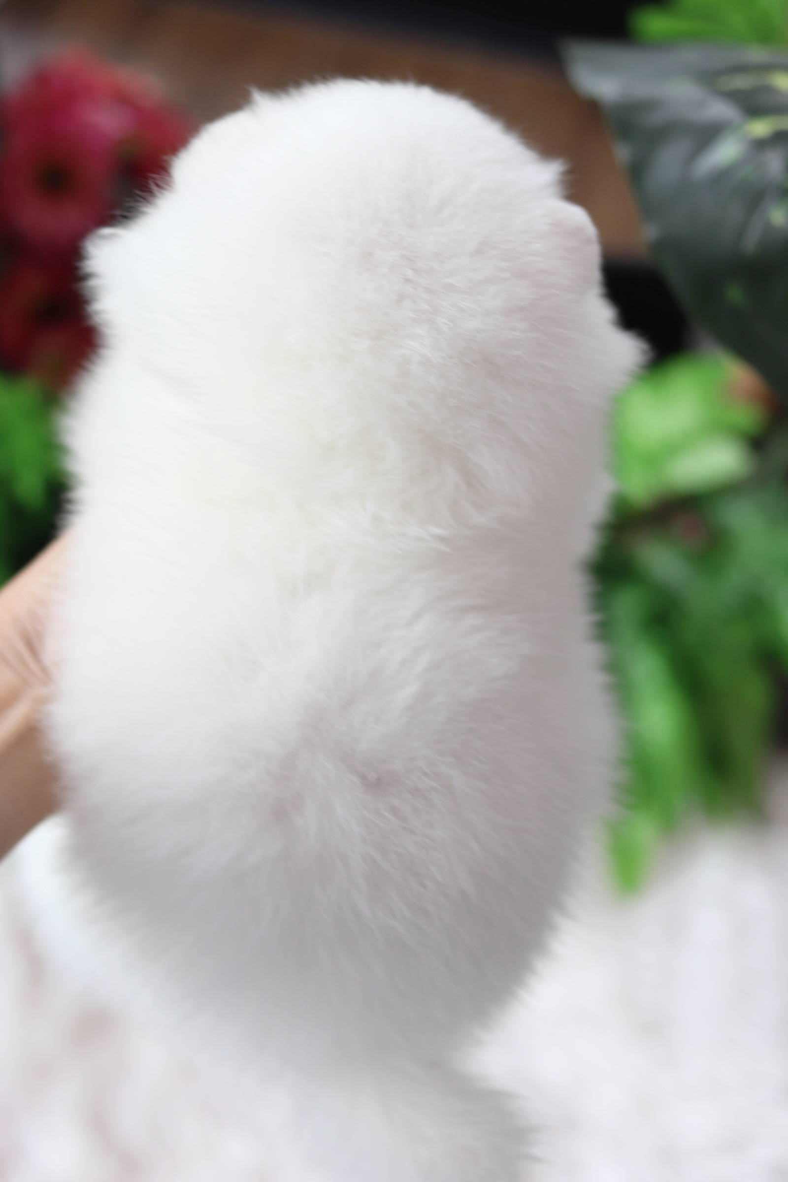 ปอมเมอเรเนียน เพศผู้สีขาว