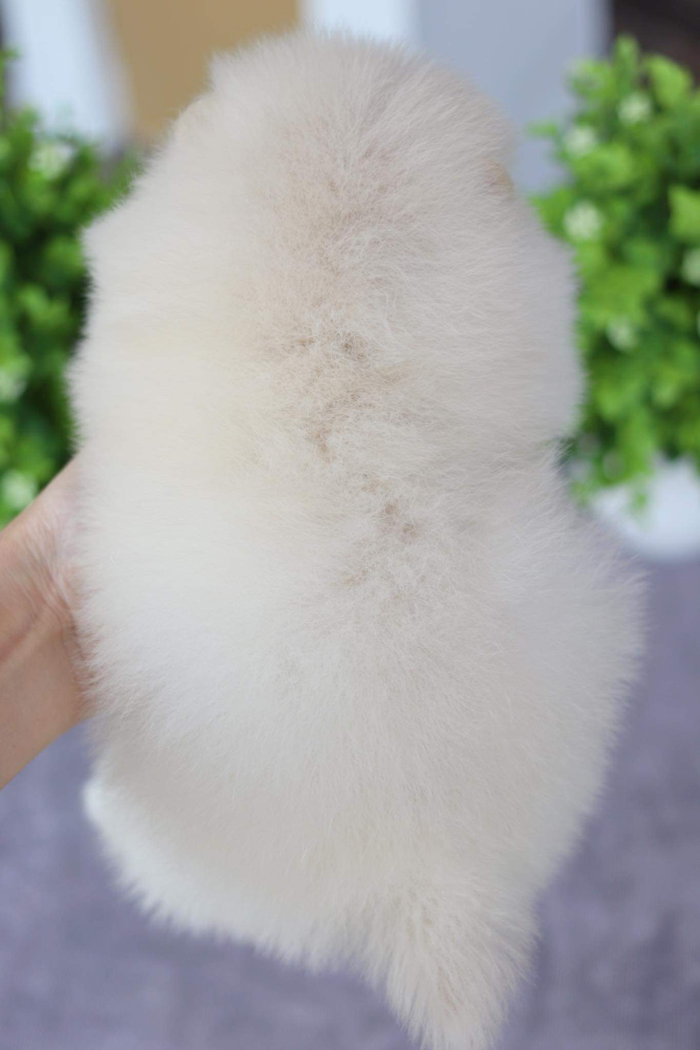 ปอมเมอเรเนียน เพศเมีย