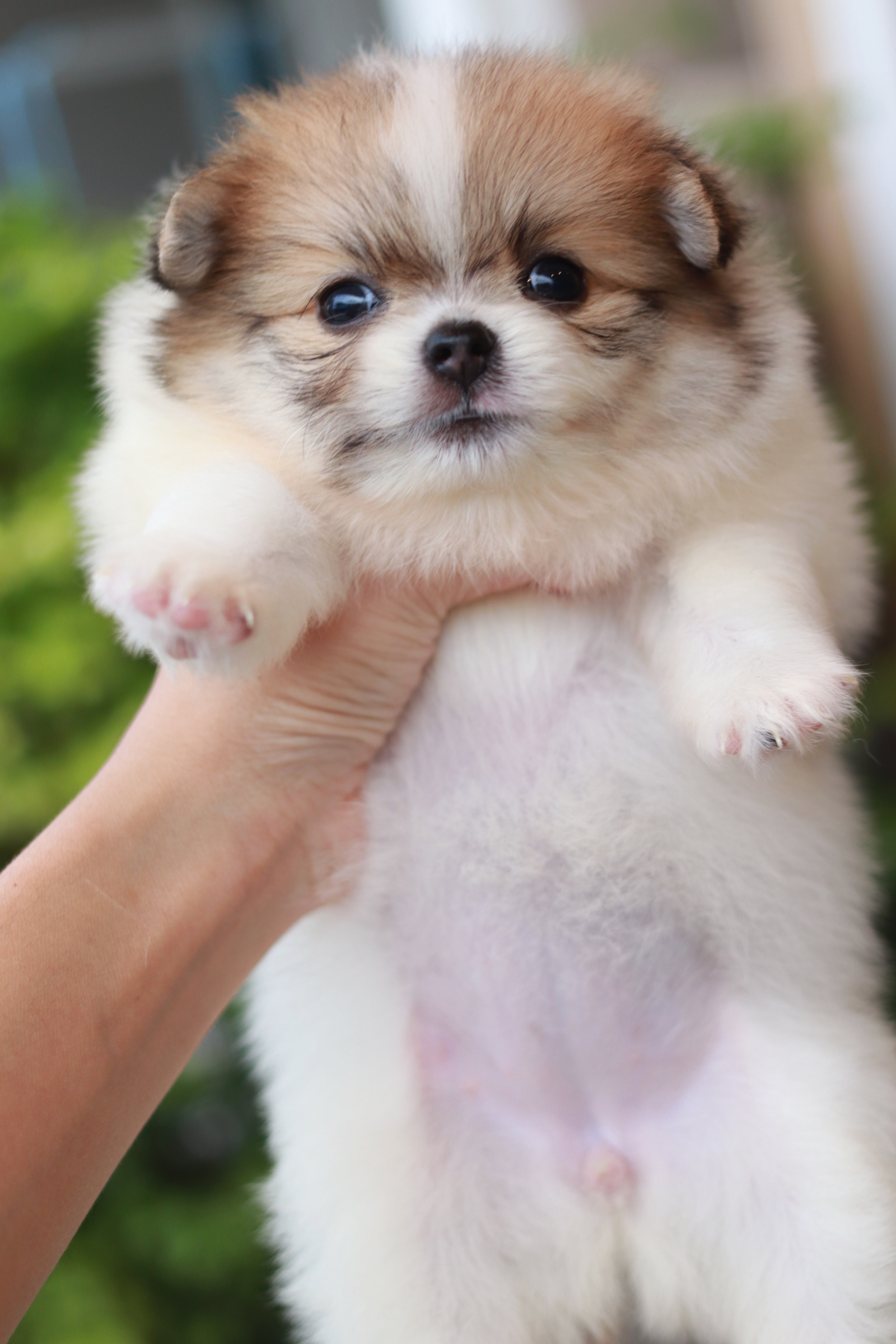 ปอมเมอเรเนียน เพศเมีย ไซส์เล็ก