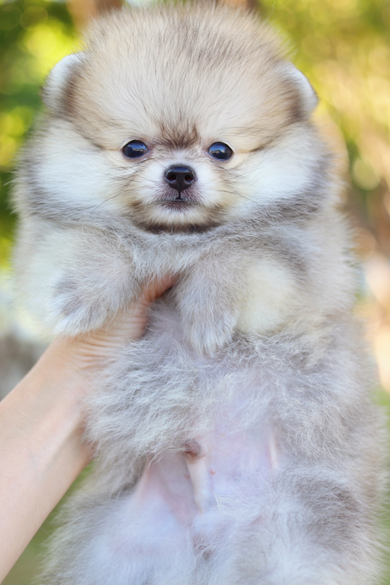 ปอมเมอเรเนียน เพศผู้ สีส้ม