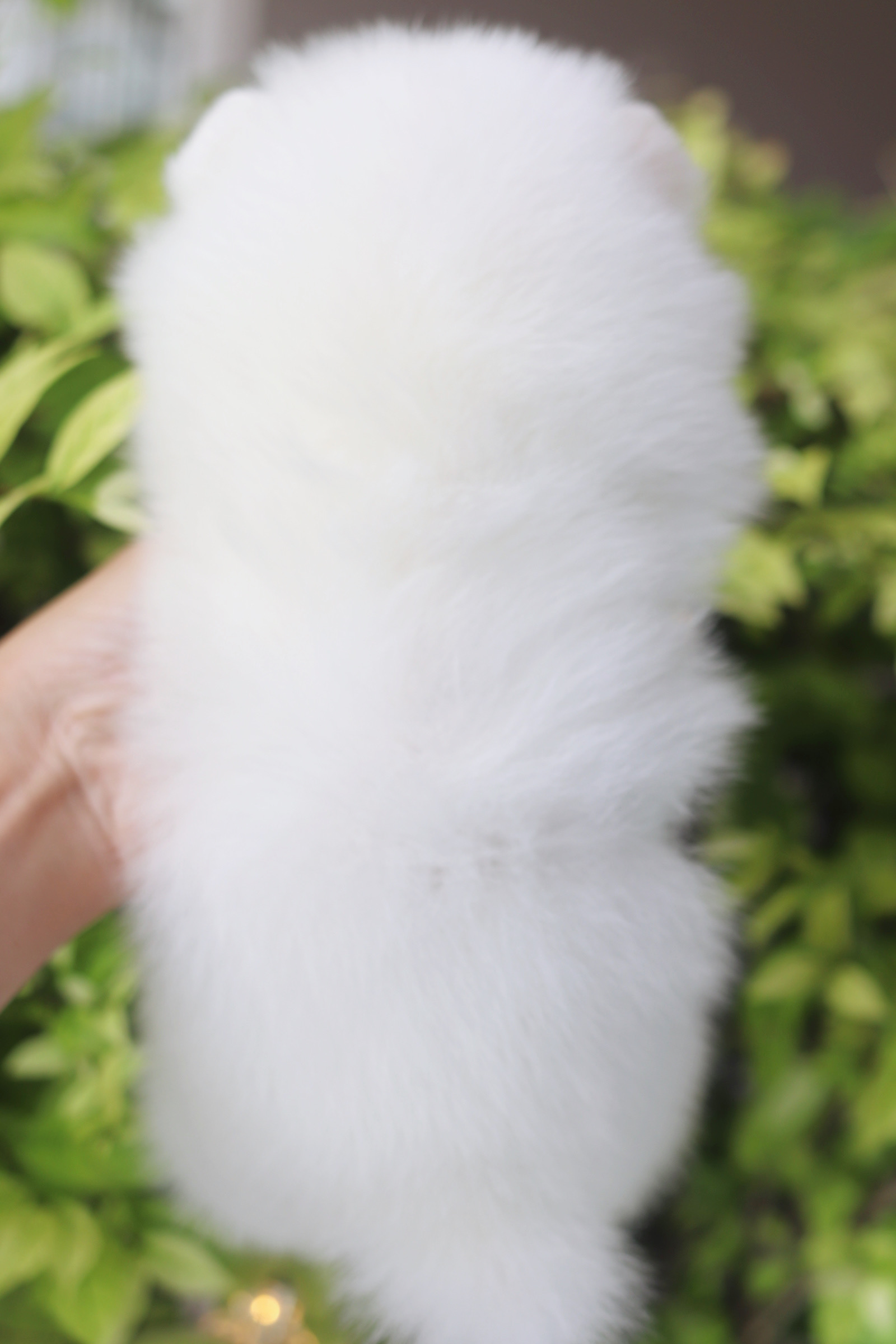 ปอมเมอเรเนียน เพศเมียสีขาวครีม เกรดโชว์