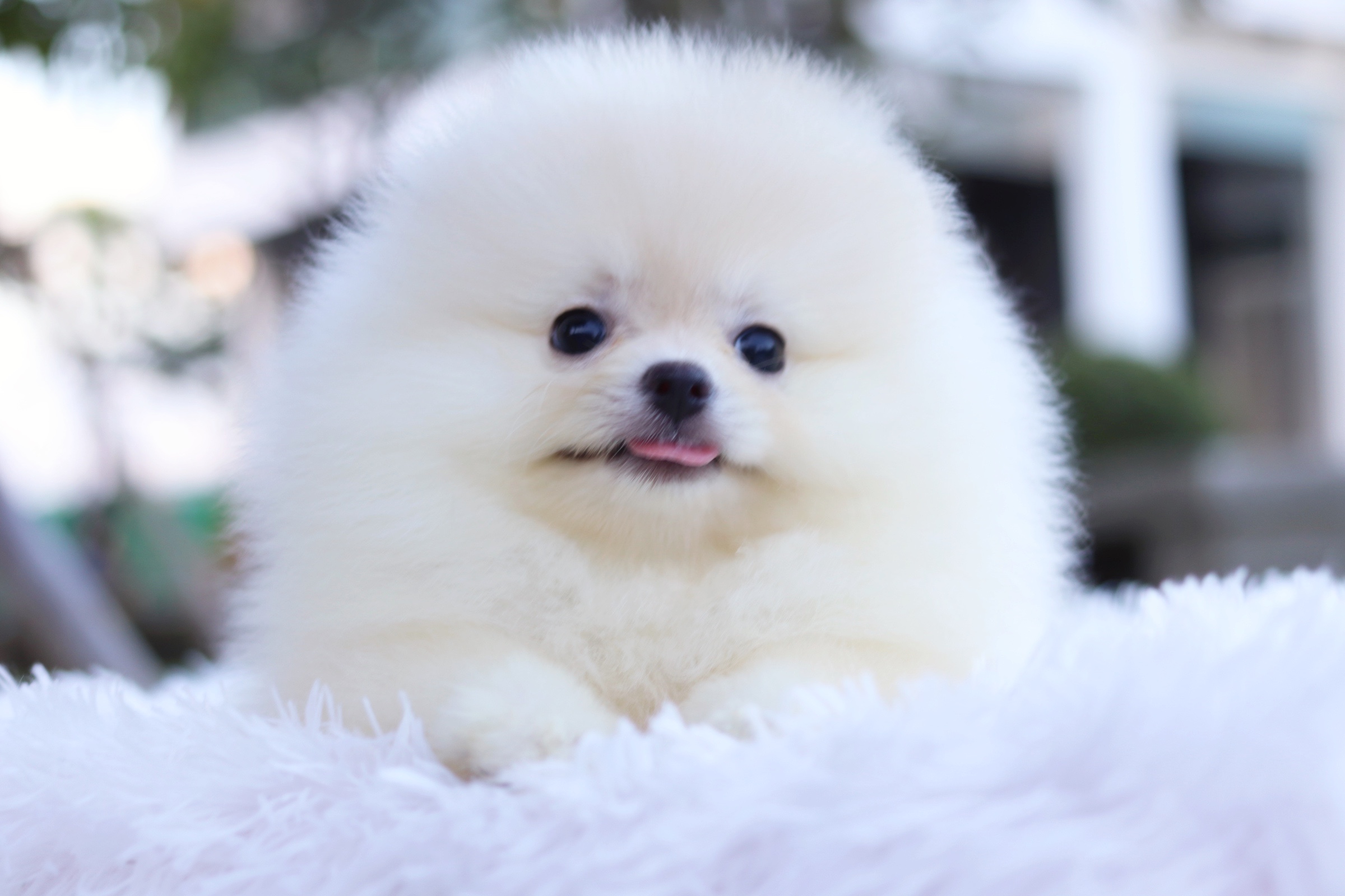 ปอมเมอเรเนียน เพศผู้ สีขาวครีม