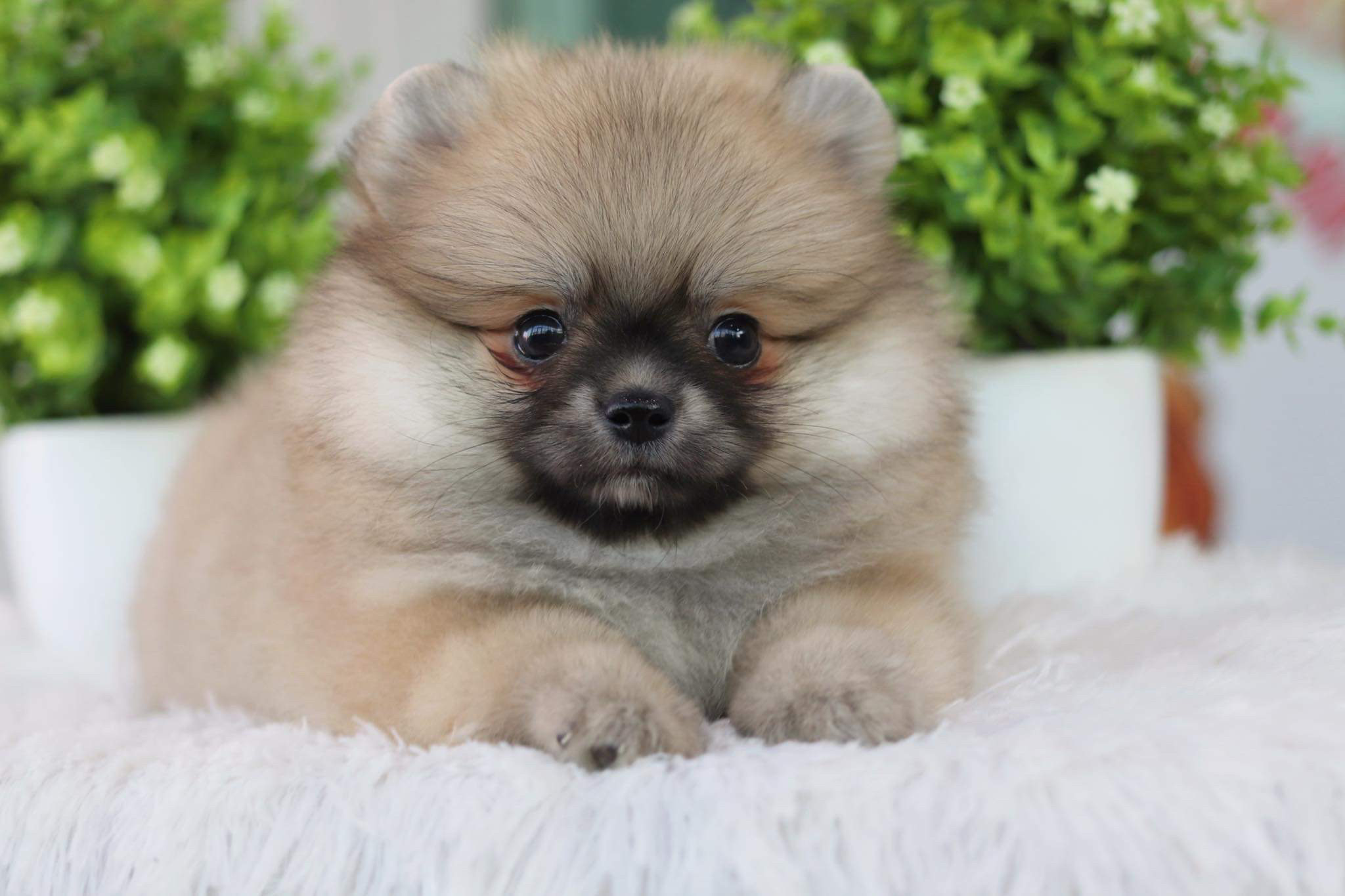 ปอมเมอเรเนียน เพศผู้