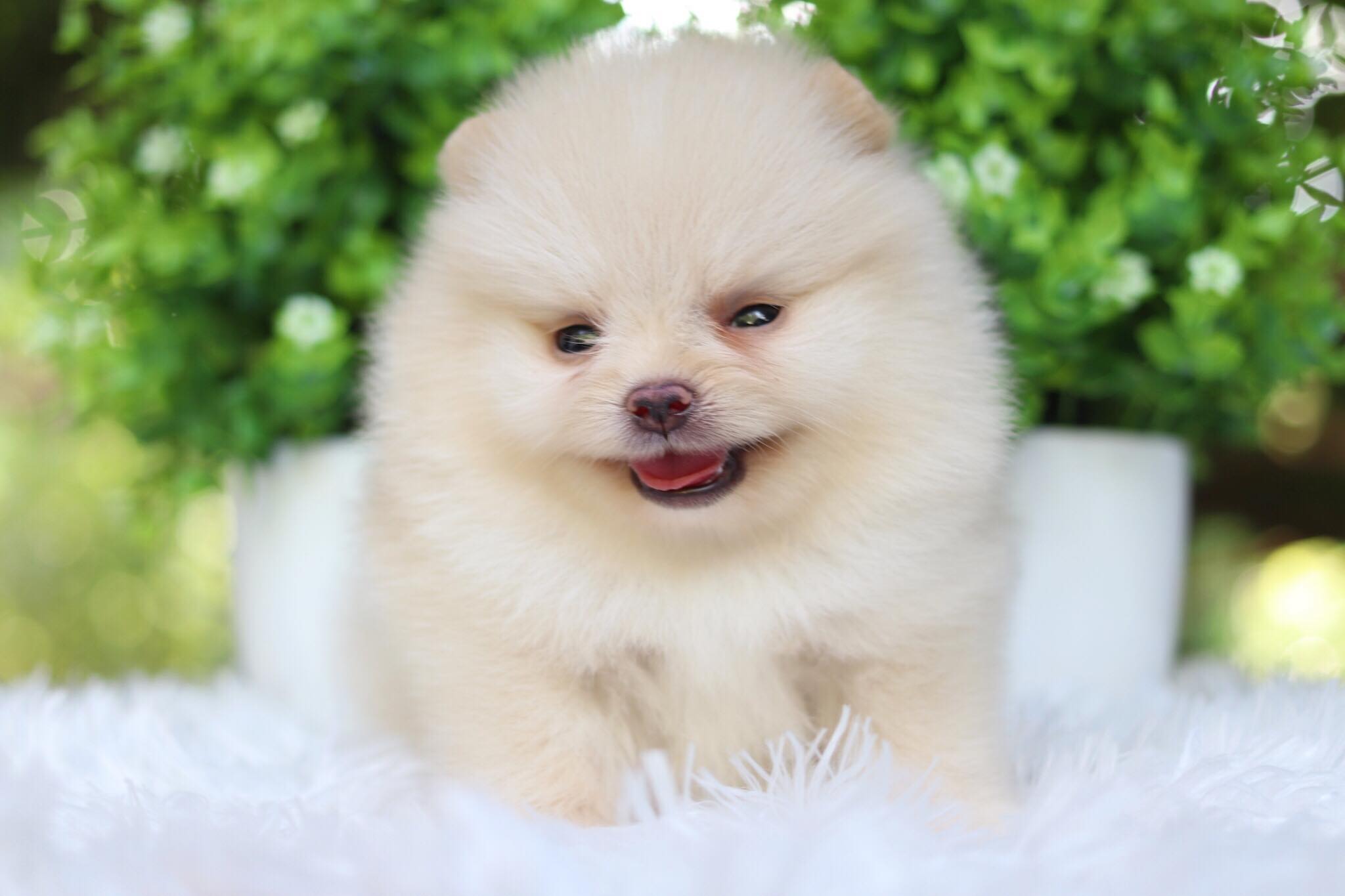 ปอมเมอเรเนียน เพศผู้