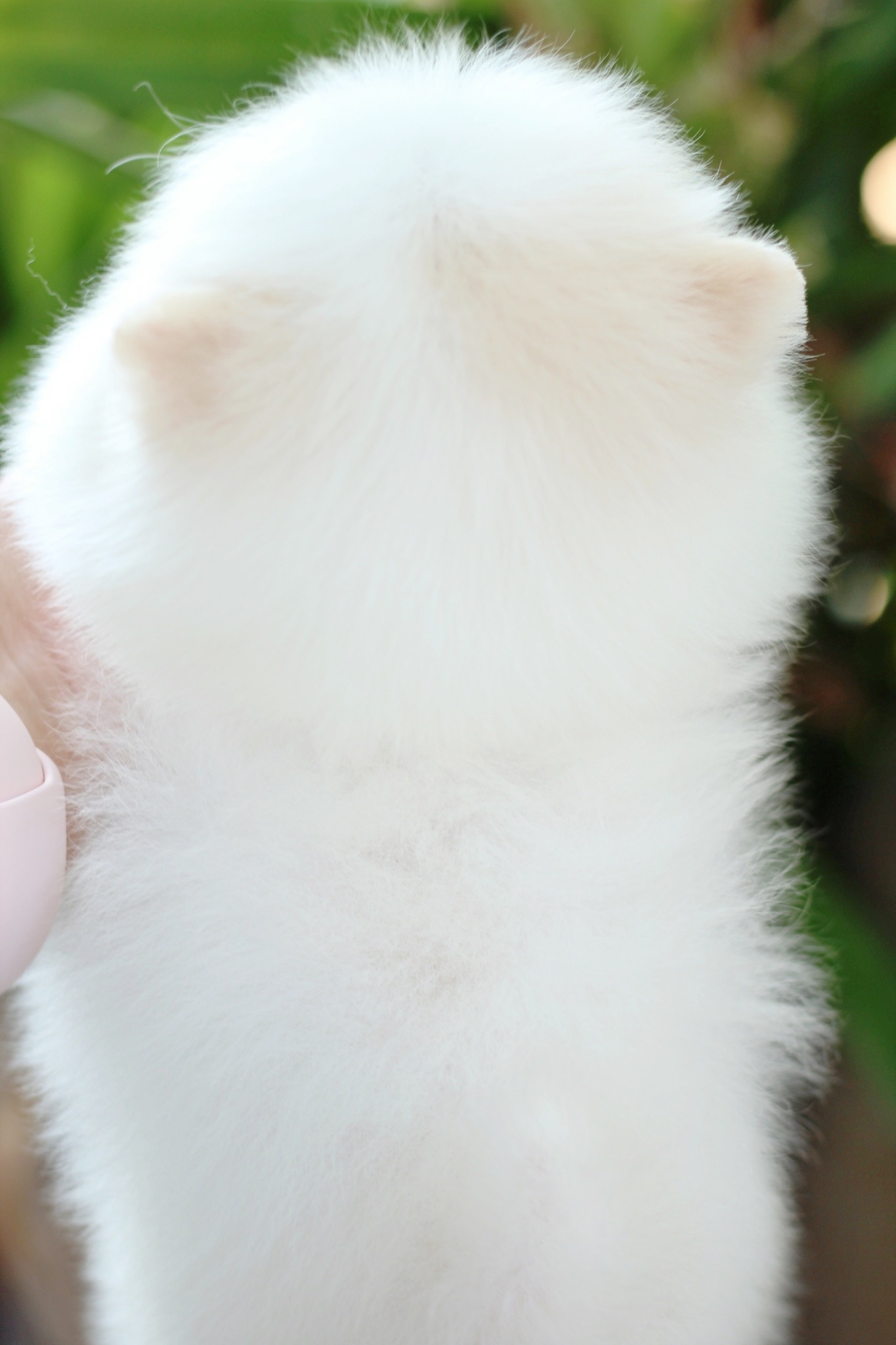 ปอมเมอเรเนียน เพศเมียสีขาวครีม หน้าต๊กตา