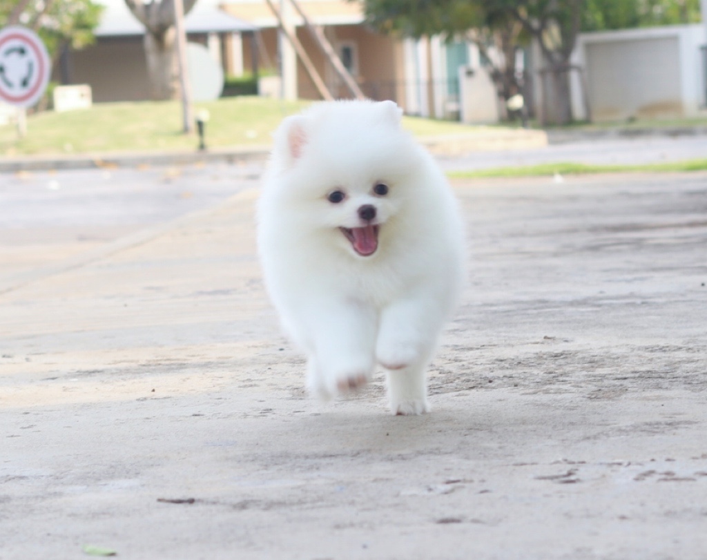 ปอมเมอเรเนียน เพศผู้สีขาวครีม