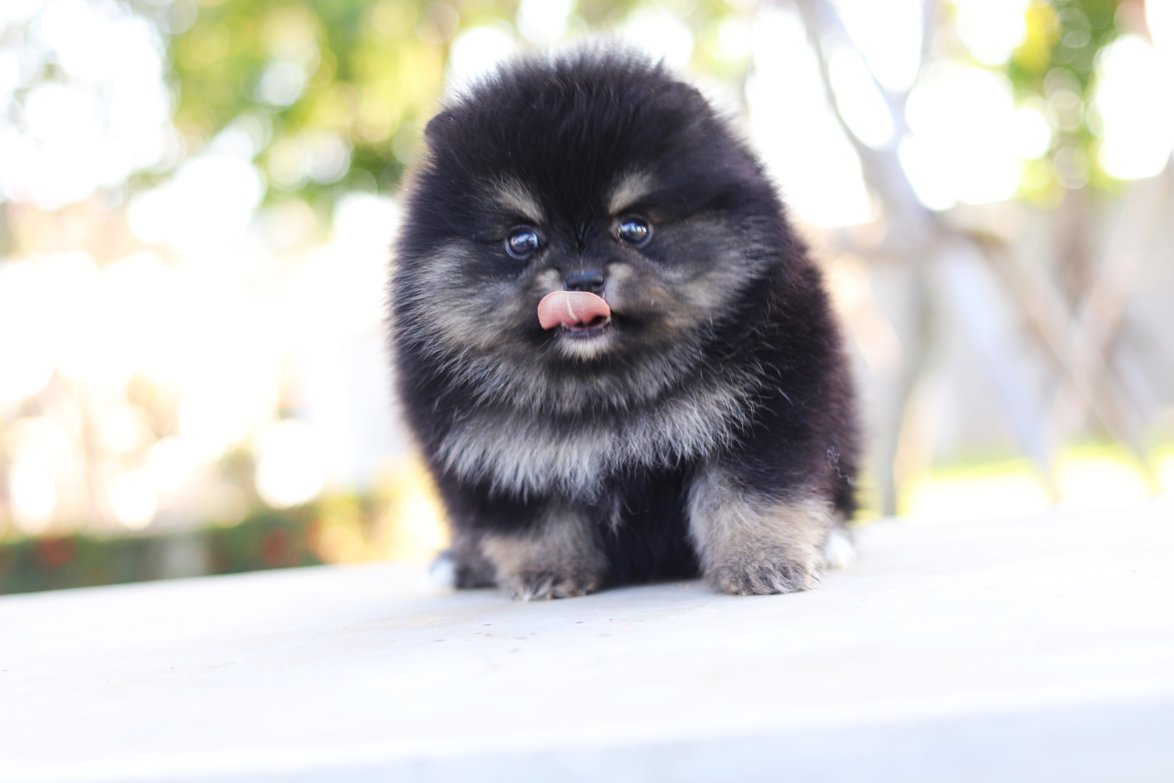 ปอมเมอเรเนียน เพศผู้ สีแบล็คแทน