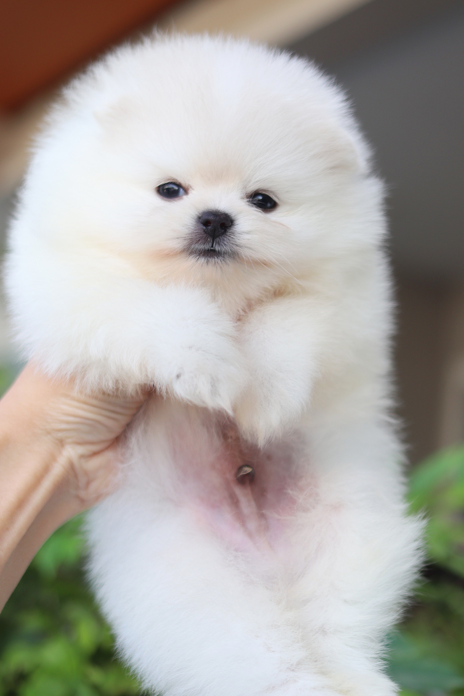 ปอมเมอเรเนียน เพศผู้สีขาว ลูกครึ่งเกาหลี