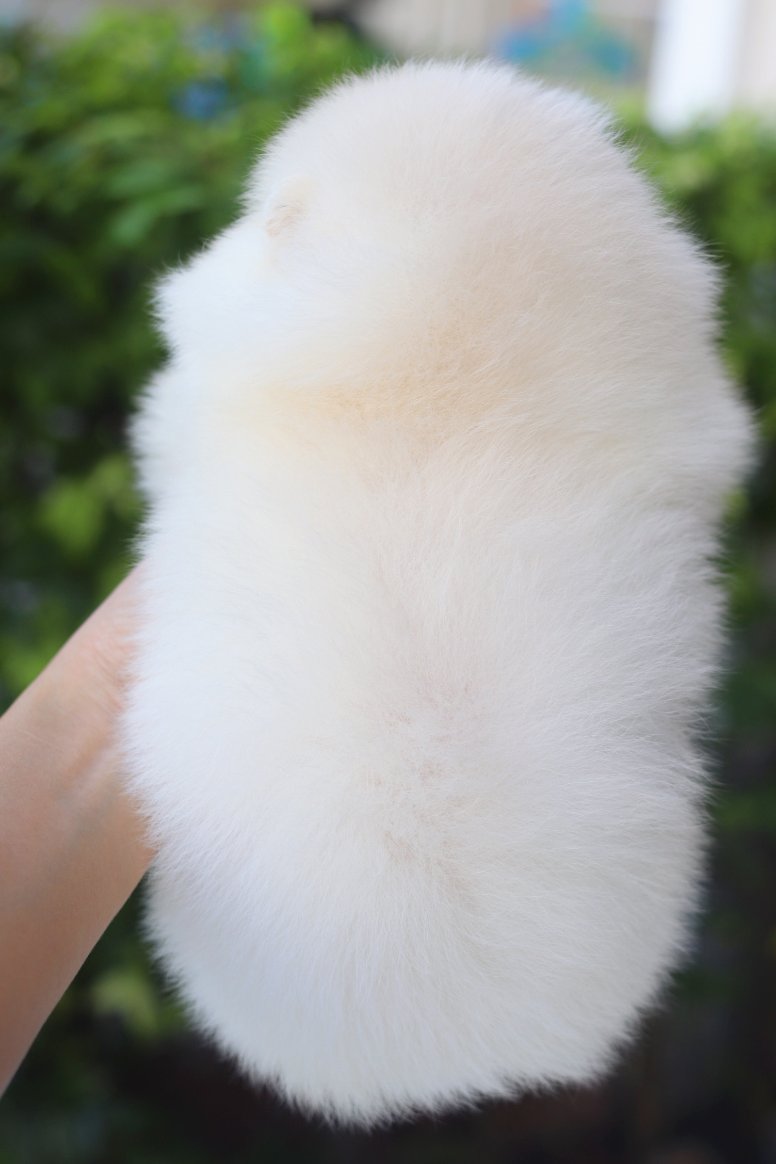 ปอมเมอเรเนียน เพศเมียสีขาวครีมเกรดโชว์