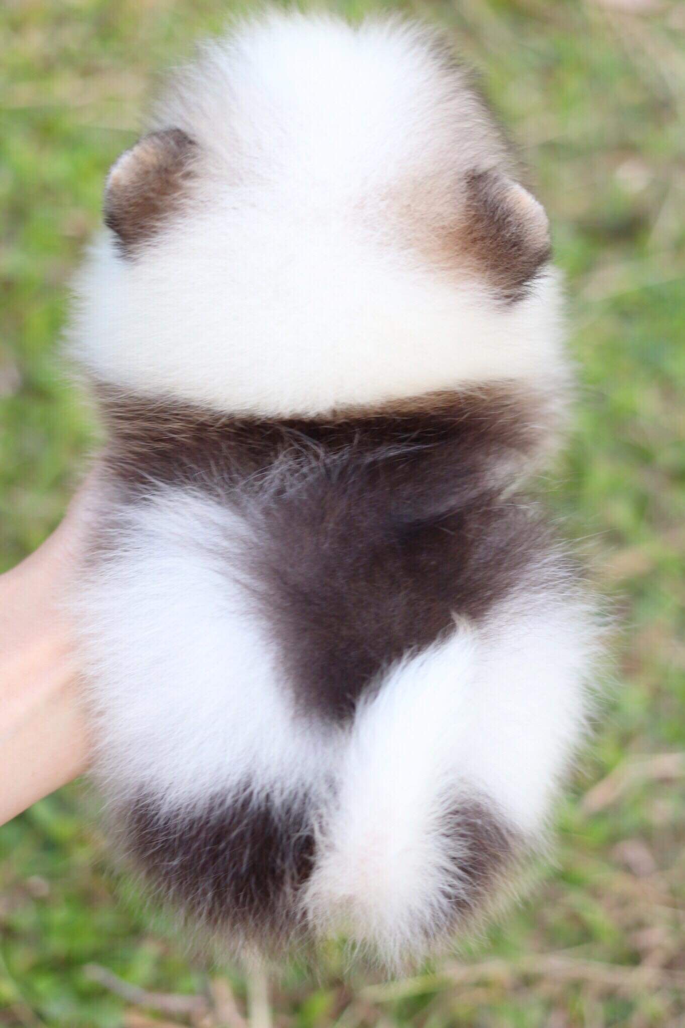 ปอมเมอเรเนียน เพศเมียปาตี้