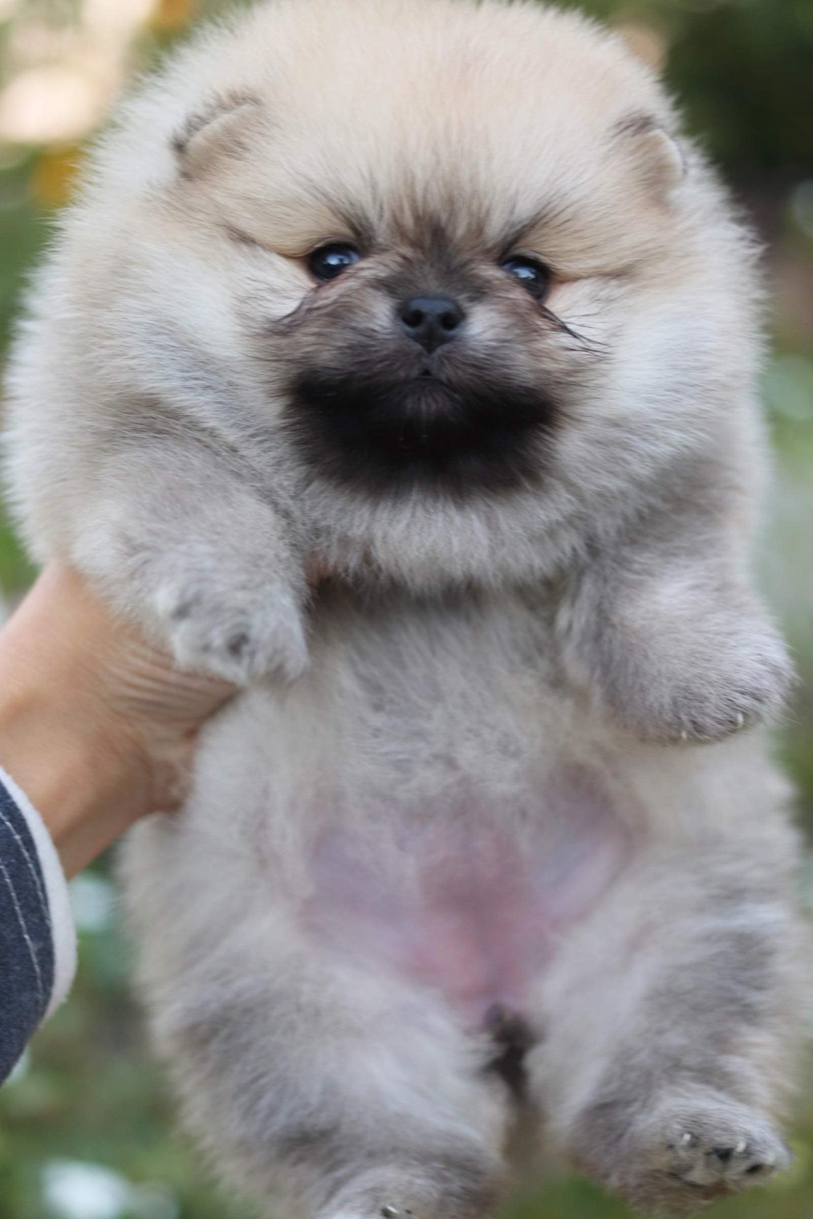 ปอมเมอเรเนียน เพศเมีย