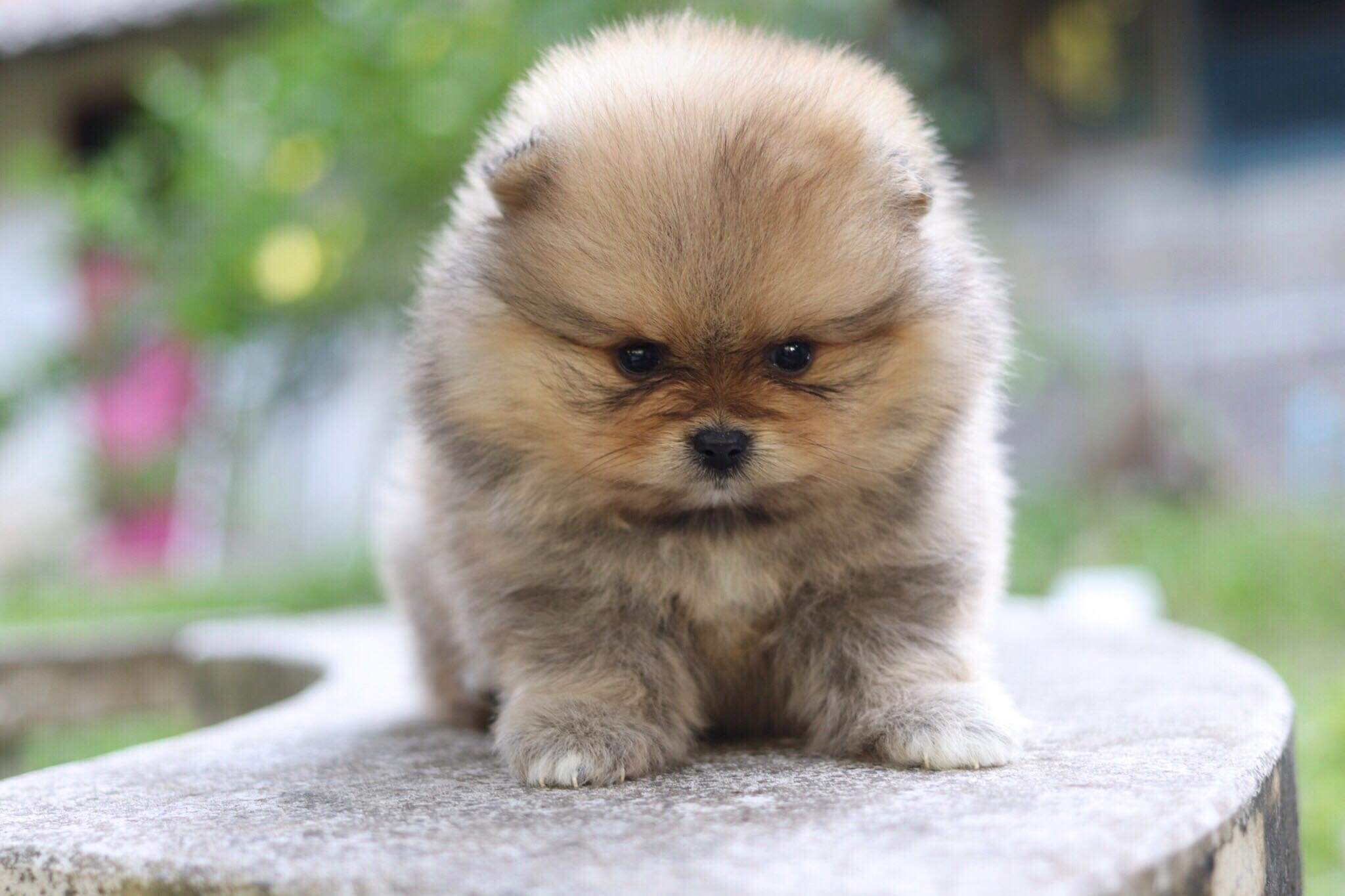 ปอมเมอเรเนียน เพศเมีย