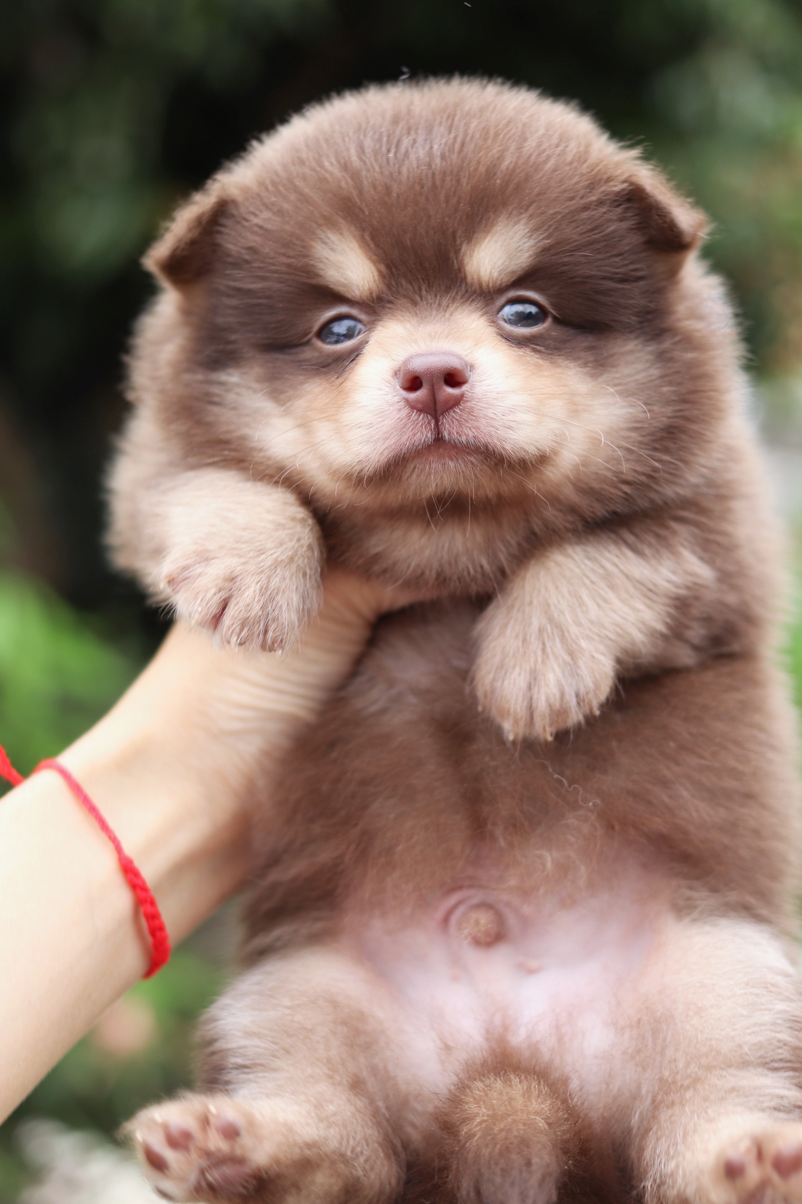 ปอมเมอเรเนียน เพศผู้ ช็อคแทน