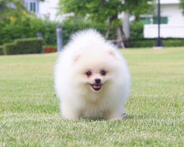 ปอมเมอเรเนียน เพศเมียสีขาวครีม