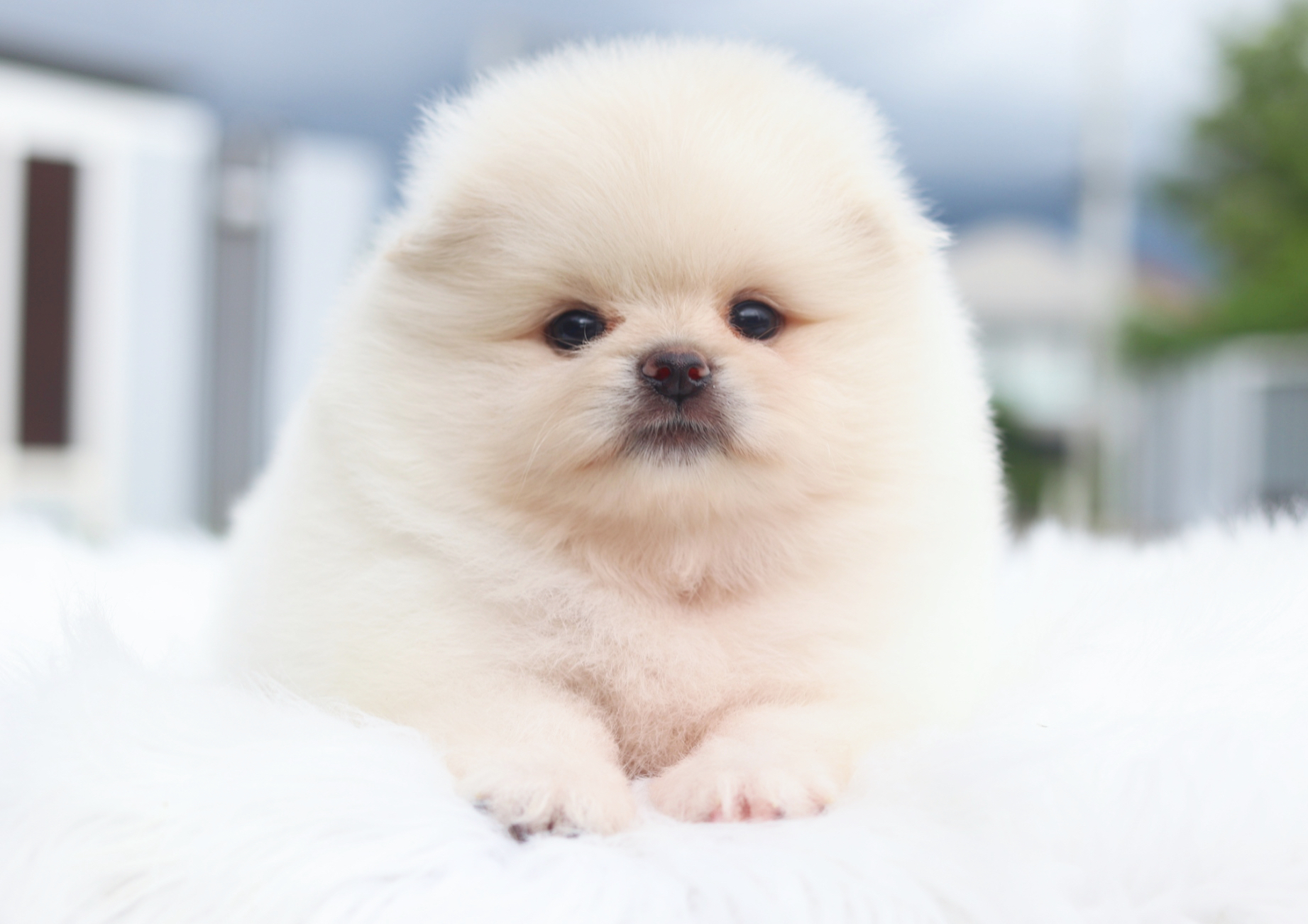 ปอมเมอเรเนียน เพศเมียสีขาวครีมเกรดโชว์