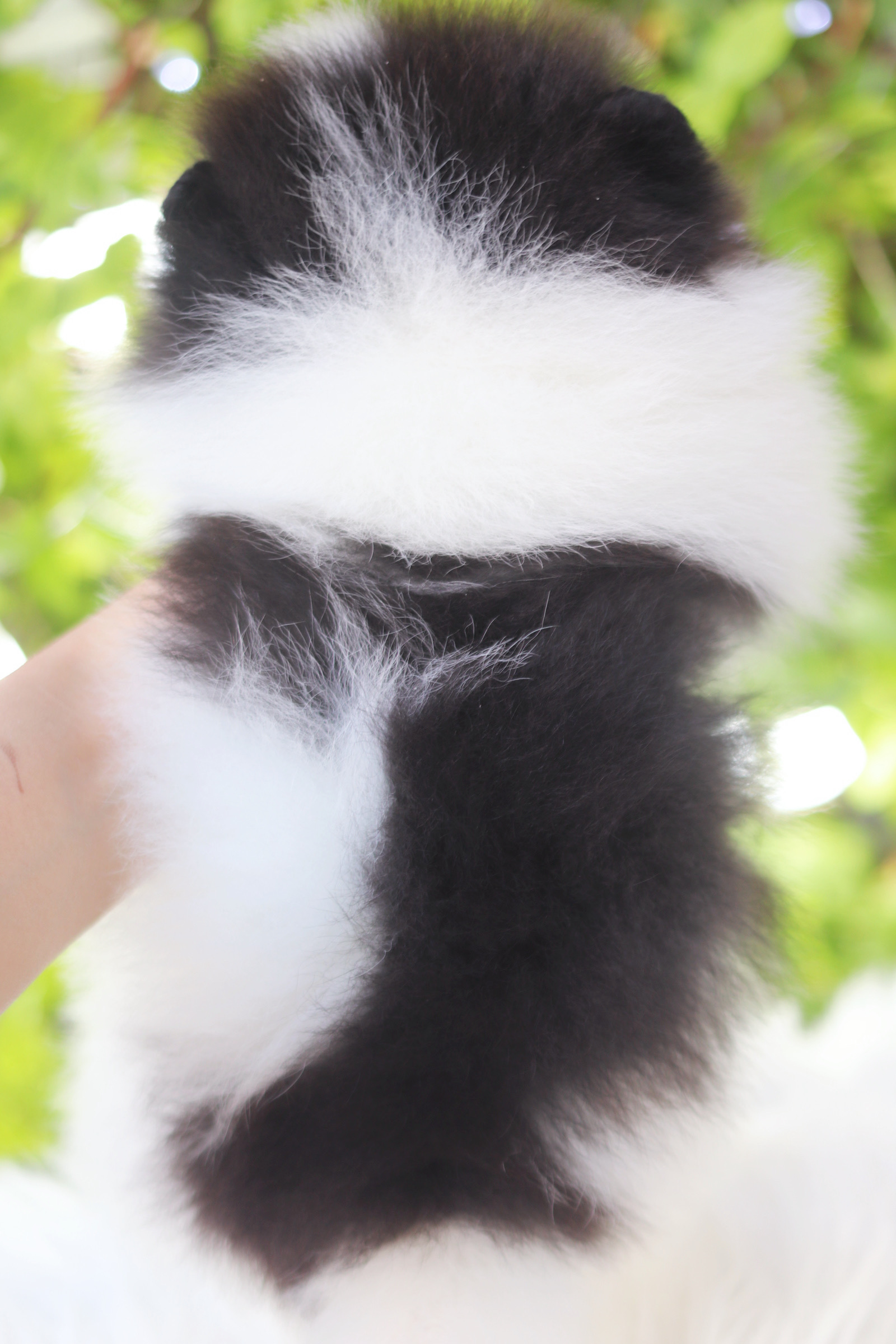 ปอมเมอเรเนียน เพศผู้ สีแฟนซี