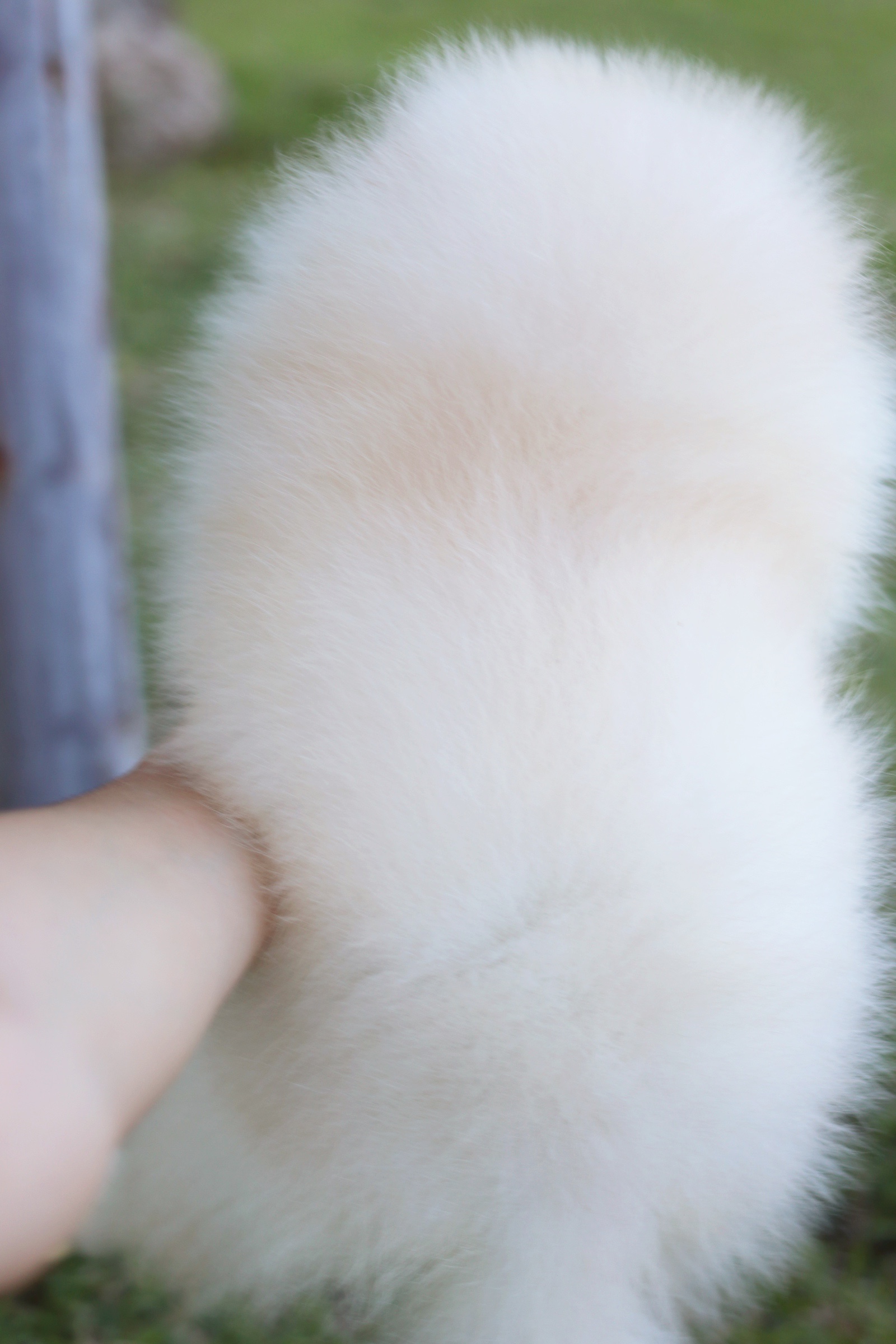 ปอมเมอเรเนียน เพศผู้ สีขาวครีม