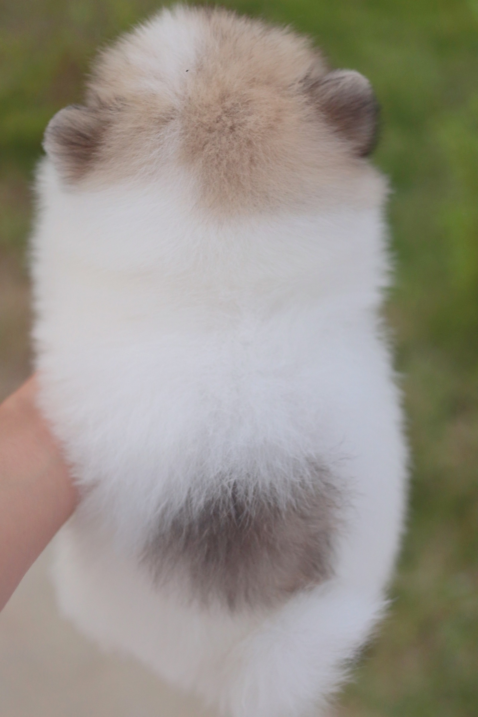 ปอมเมอเรเนียน เพศผู้แฟนซี