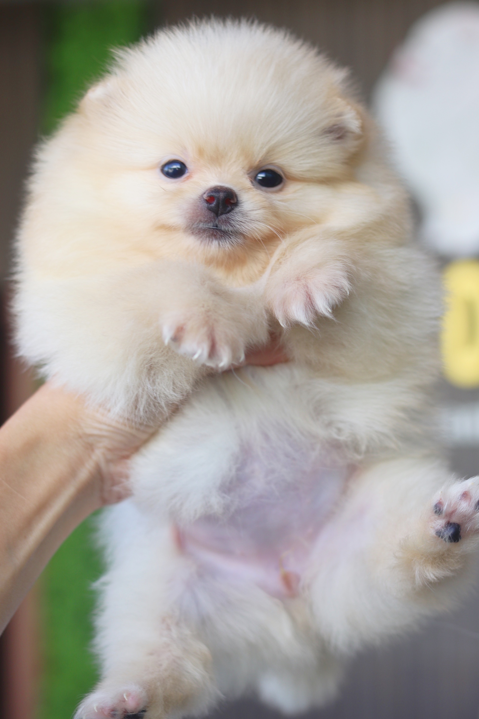 ปอมเมอเรเนียน เพศเมียสีครีม