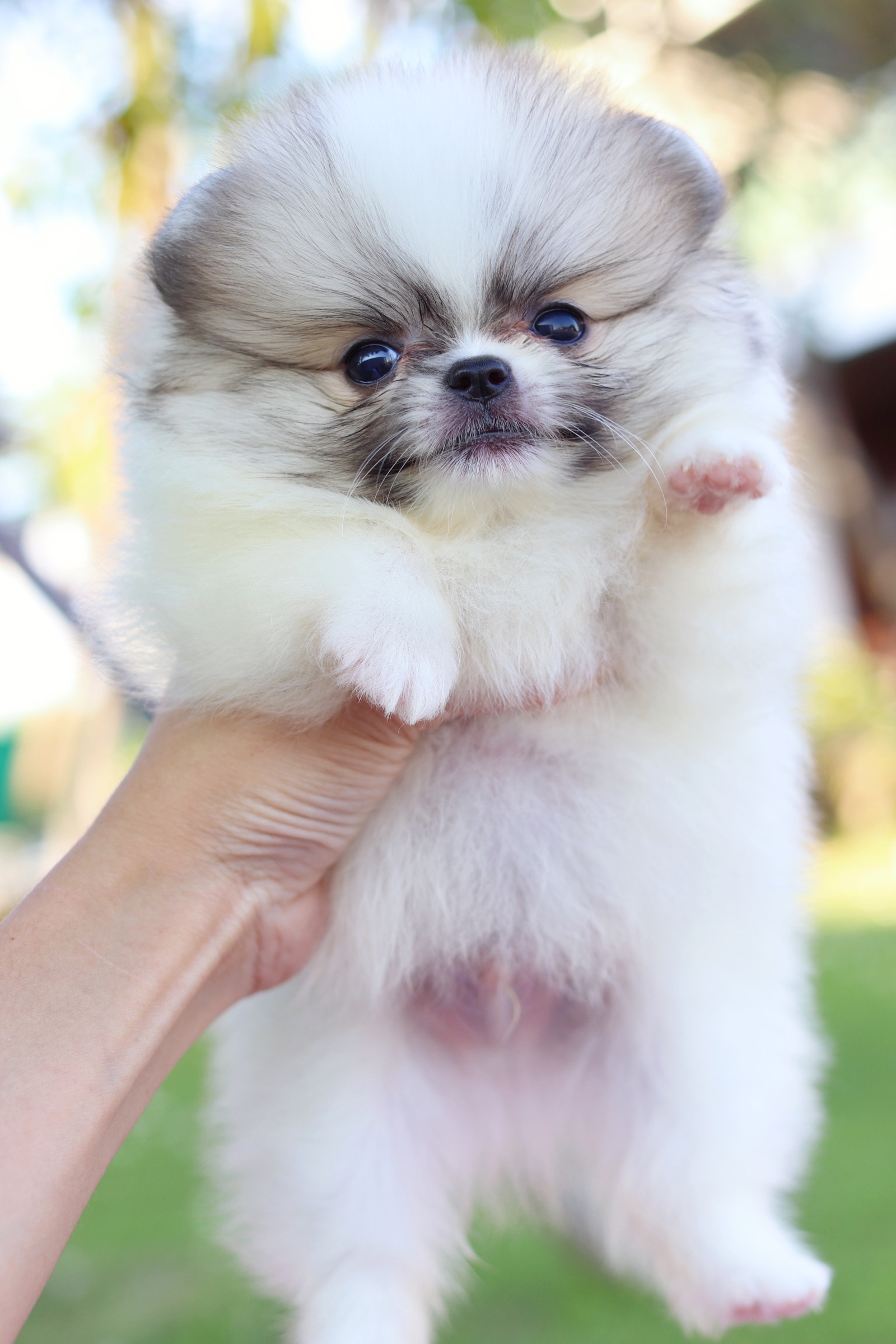 ปอมเมอเรเนียน เพศผู้ แฟนซี ไซส์เล็ก