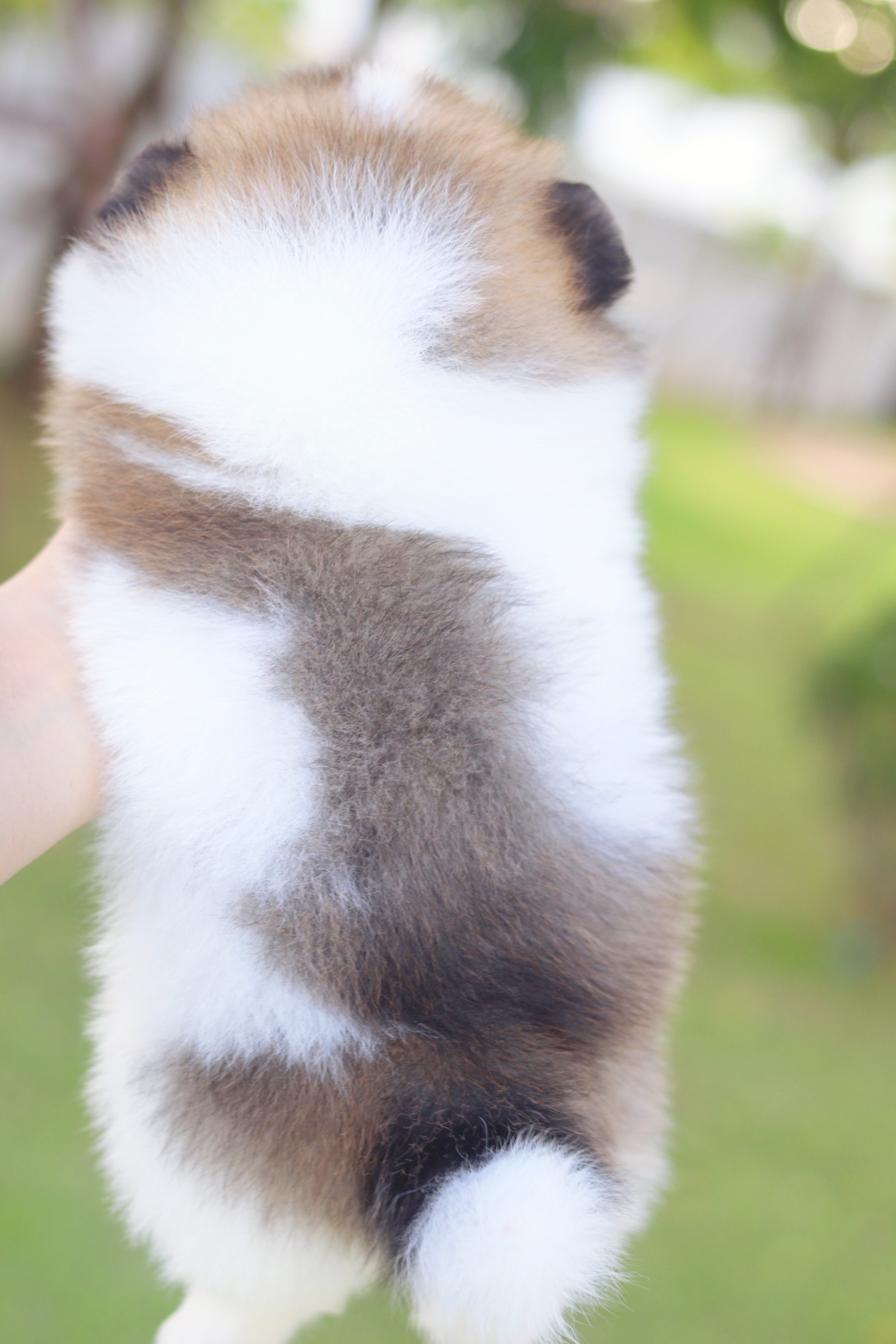 ปอมเมอเรเนียน เพศเมียสีแฟนซี