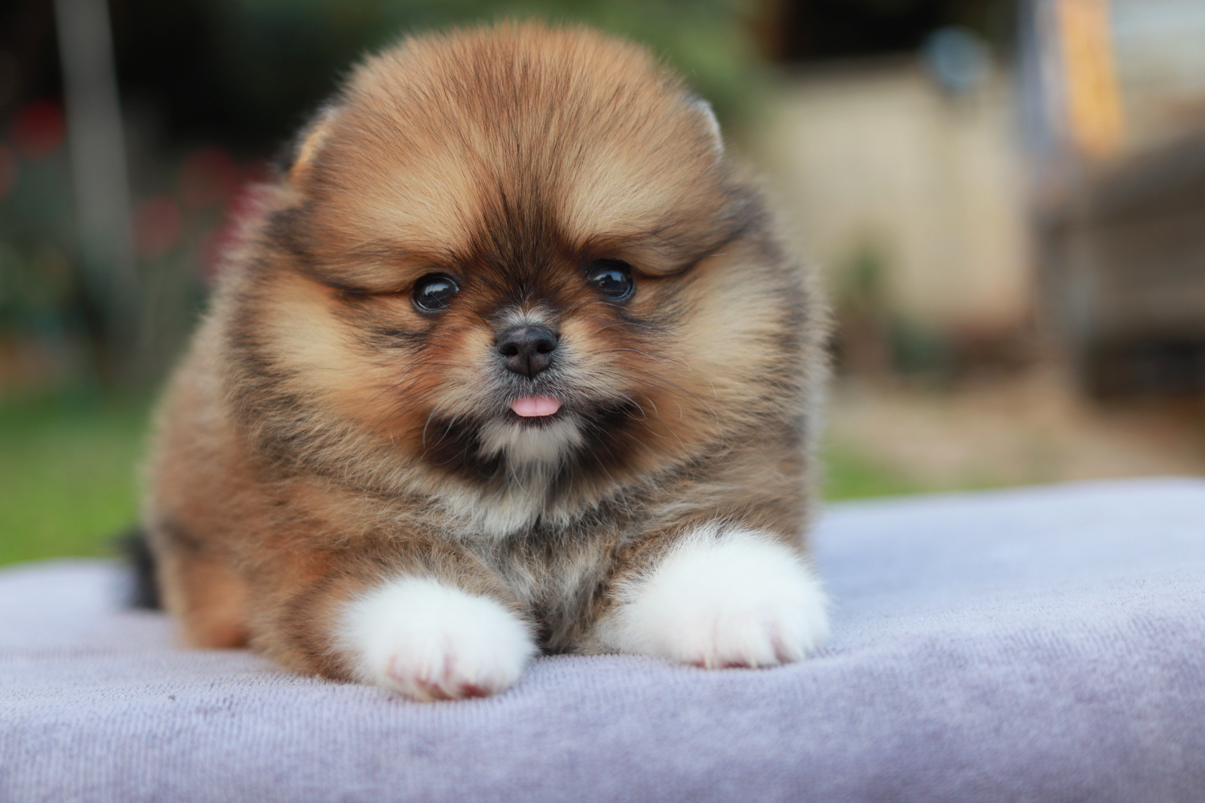 ปอมเมอเรเนียน เพศผู้ส้มขนแน่น