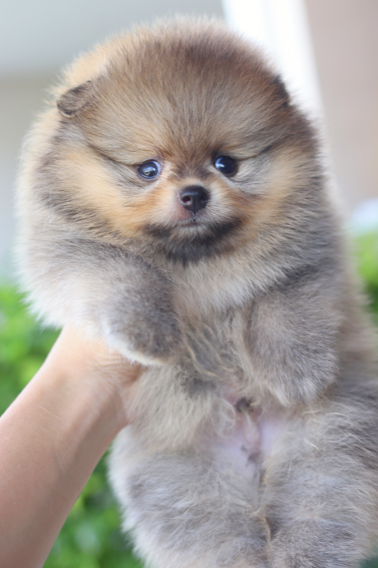 ปอมเมอเรเนียน เพศผู้สีส้ม