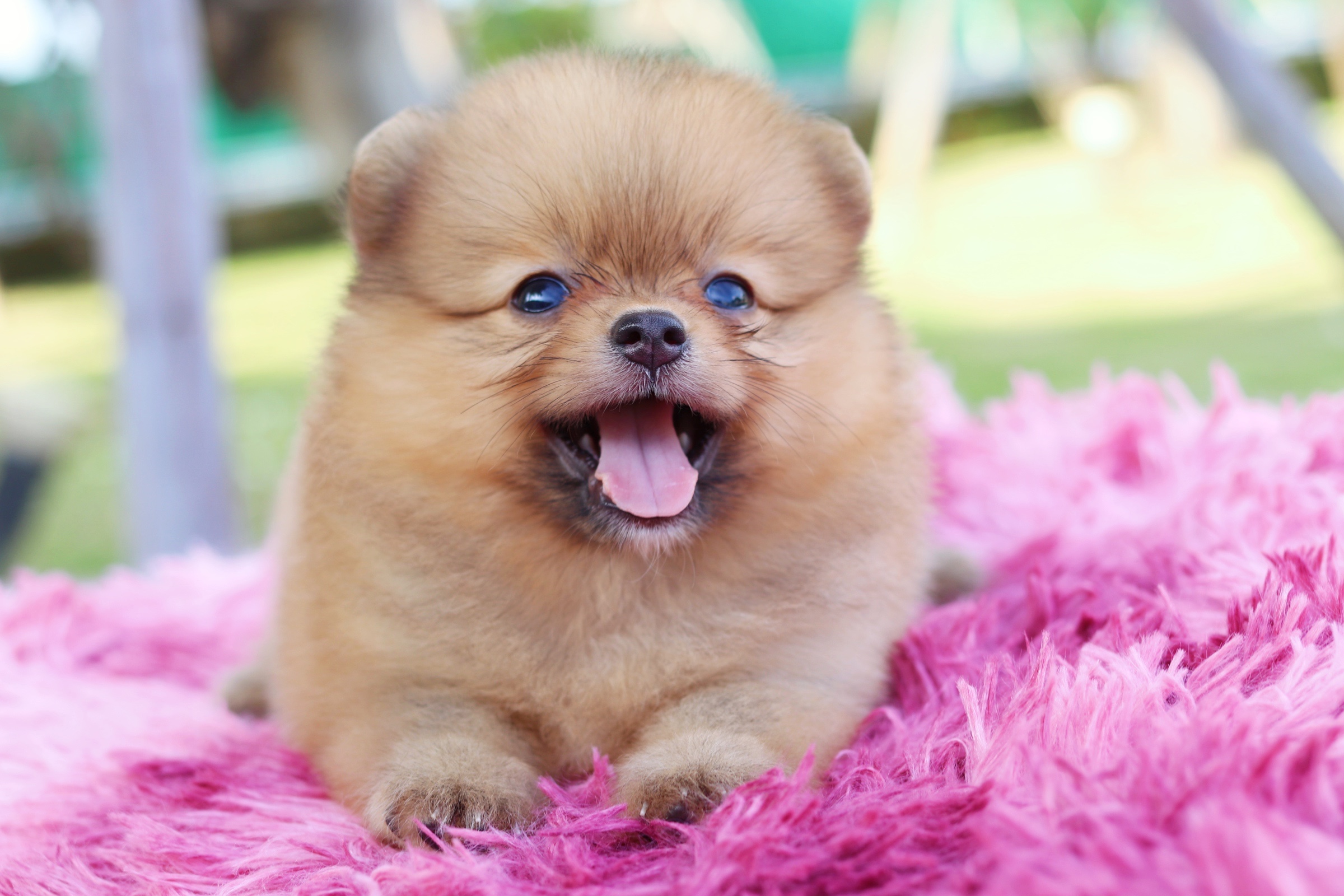 ปอมเมอเรเนียน เพศเมียสีส้ม