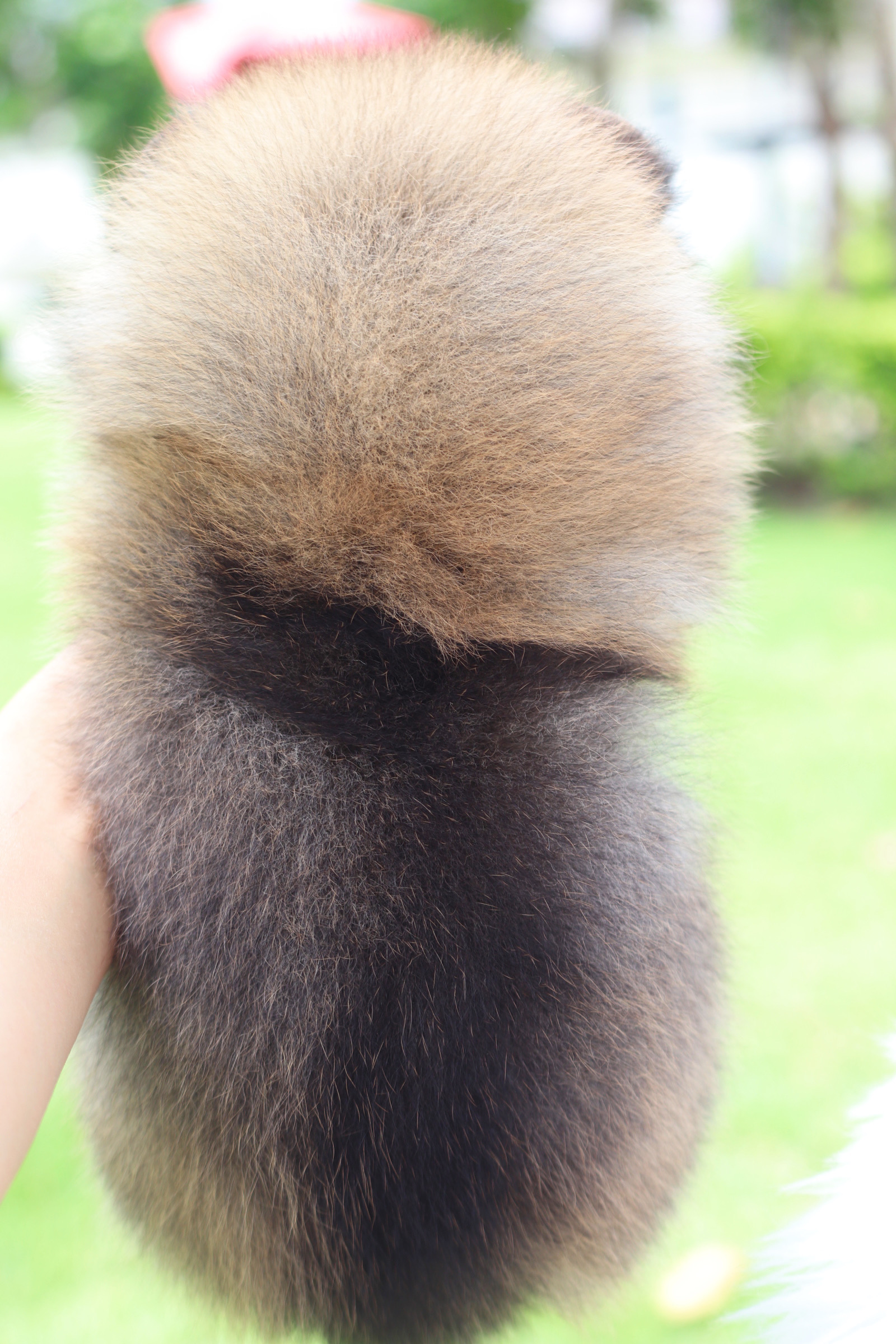 ปอมเมอเรเนียน เพศผู้ สีส้ม เกรดโชว์