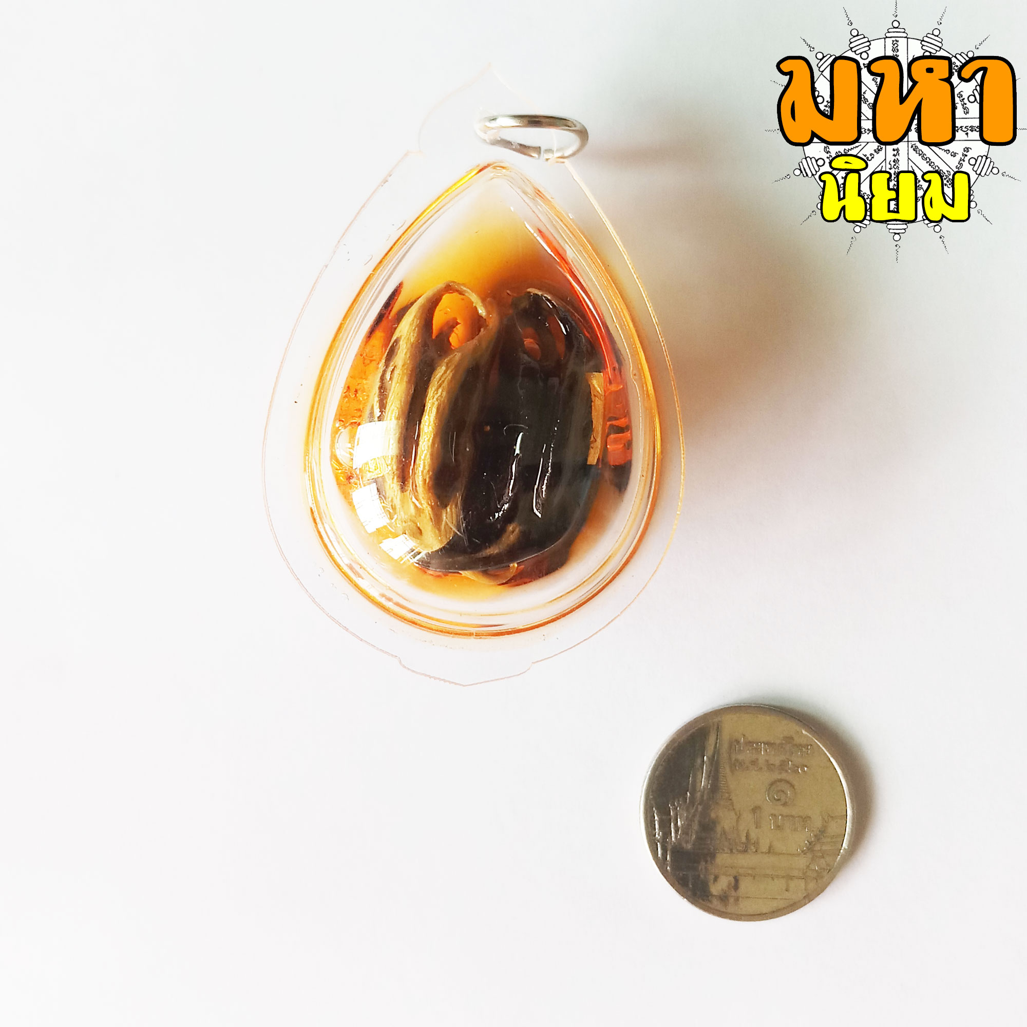 กระจับเงิน กระจับทอง พญาเล็บครุฑ ครูบาเดช กิตติญาโณ สำนักสงฆ์ป่าช้าบ้านใหม่รัตนโกสินทร์ จ.ลำปาง