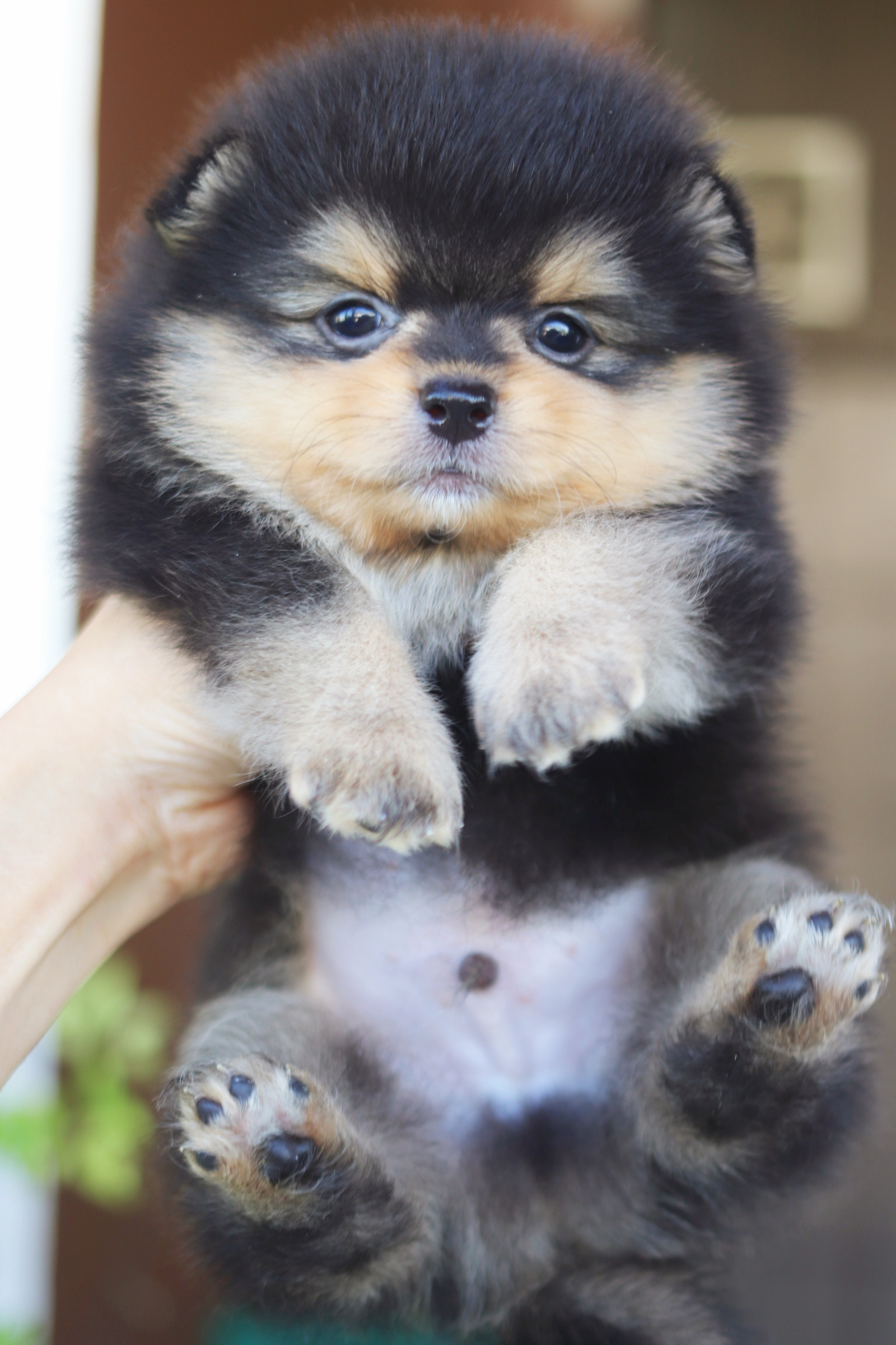 ปอมเมอเรเนียน เพศผู้แบล็คแทน