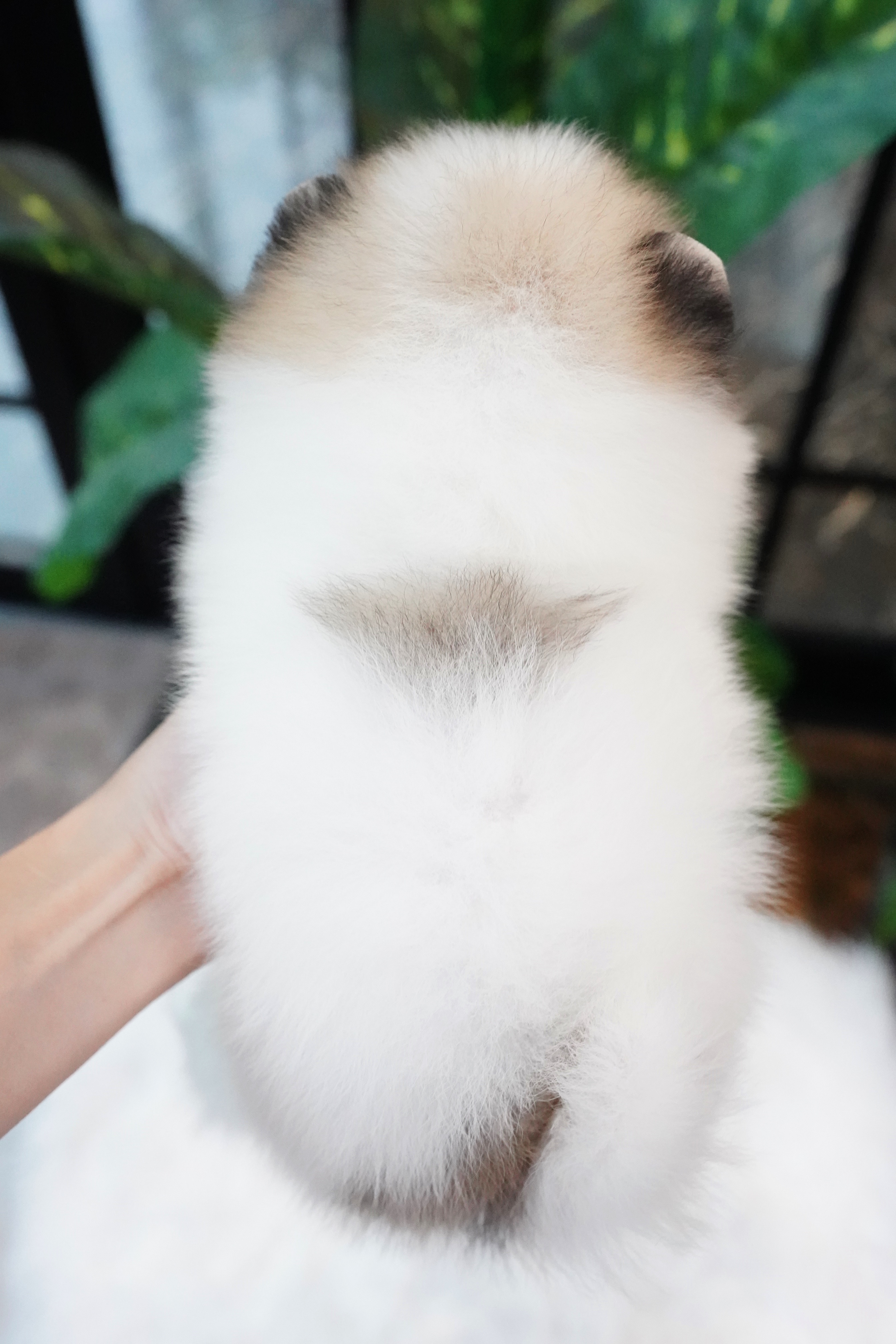 ปอมเมอเรเนียน เพศผู้แฟนซี