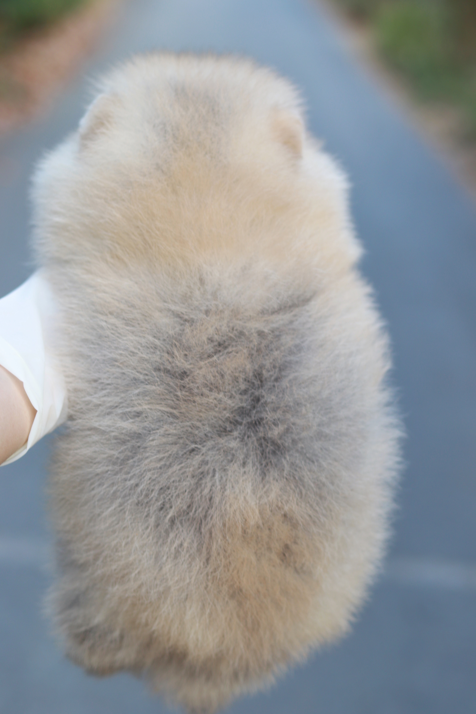 ปอมเมอเรเนียน เพศผู้