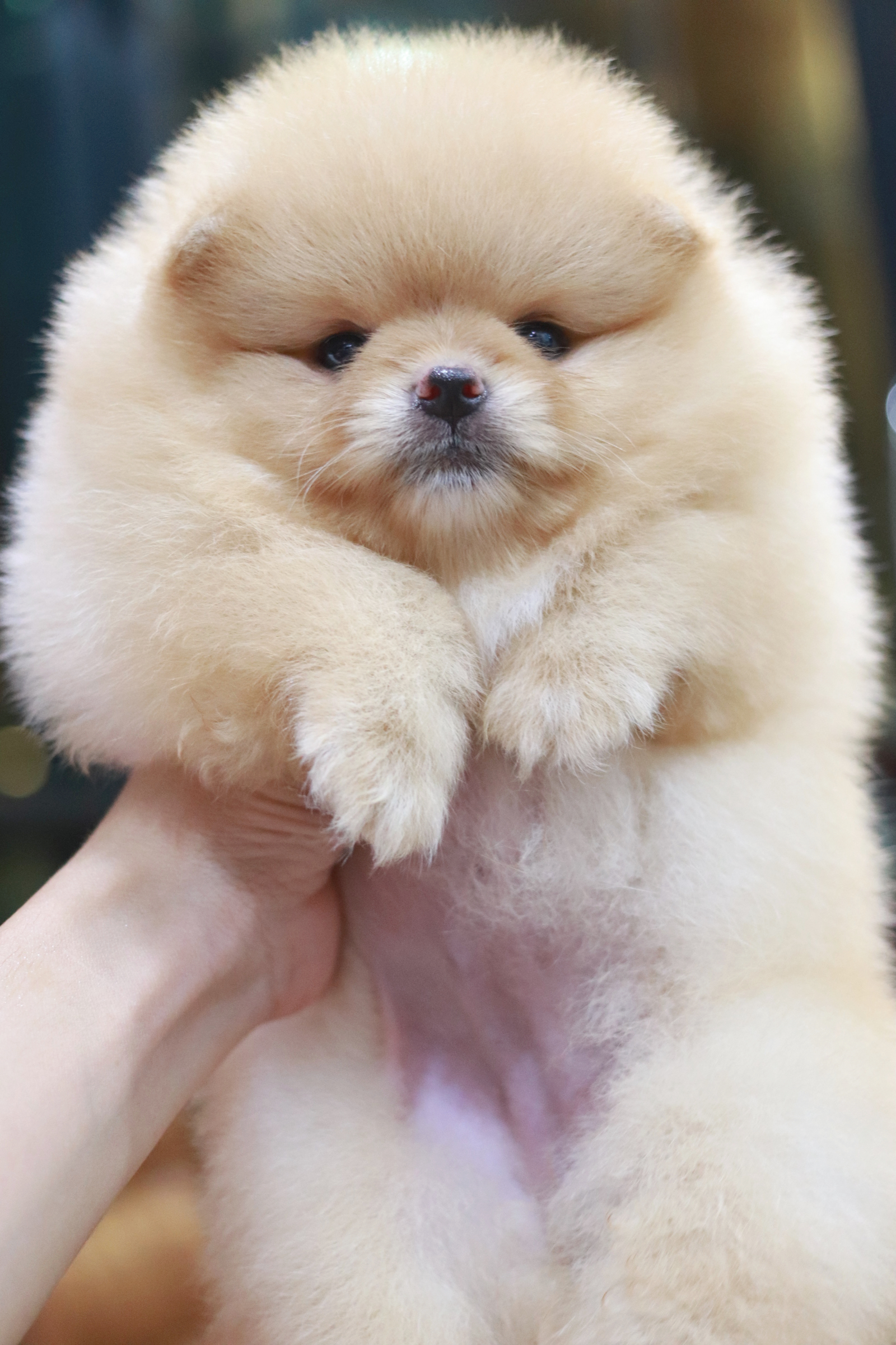 ปอมเมอเรเนียน เพศเมีย ครีม ขนแน่นๆ