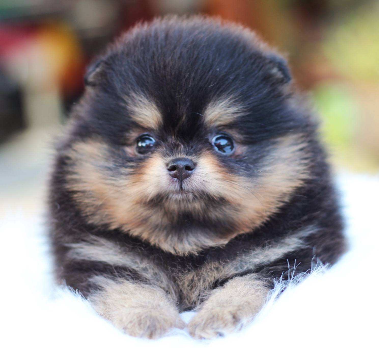 ปอมเมอเรเนียน เพศเมีย แบล็คแทน