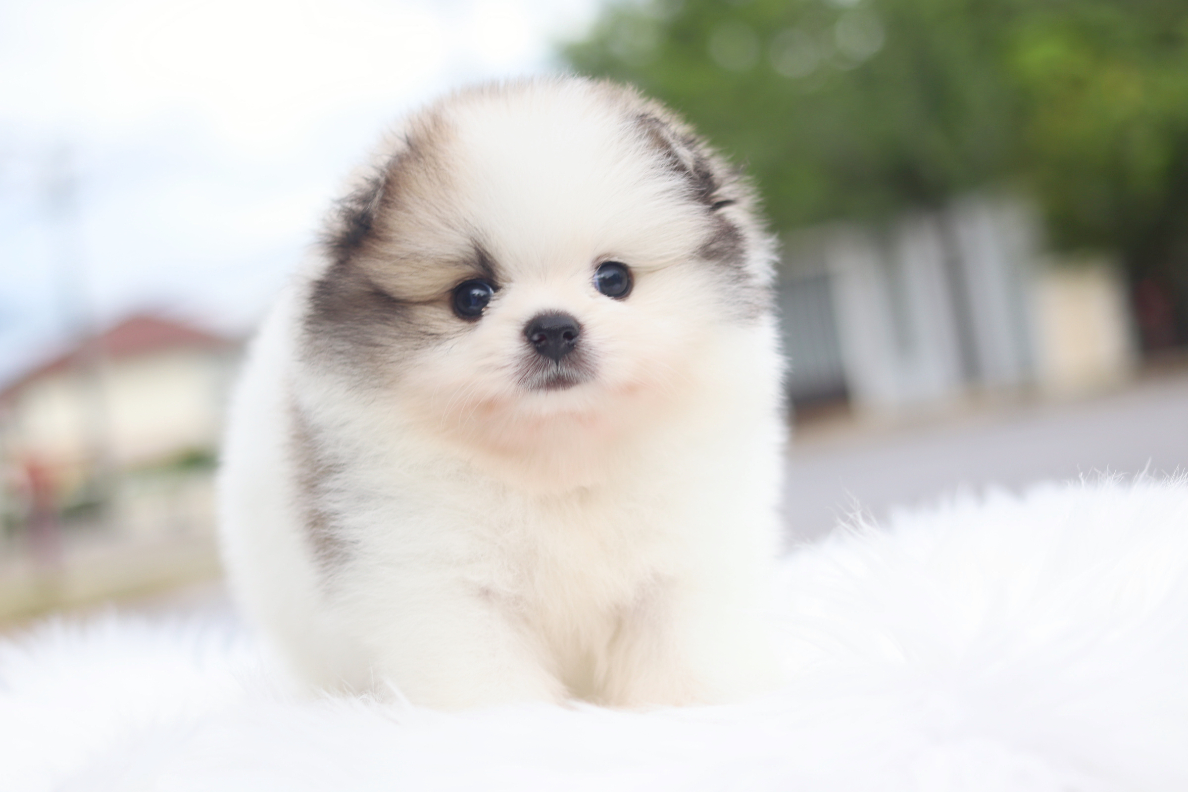 ปอมเมอเรเนียน เพศผู้สีแฟนซี