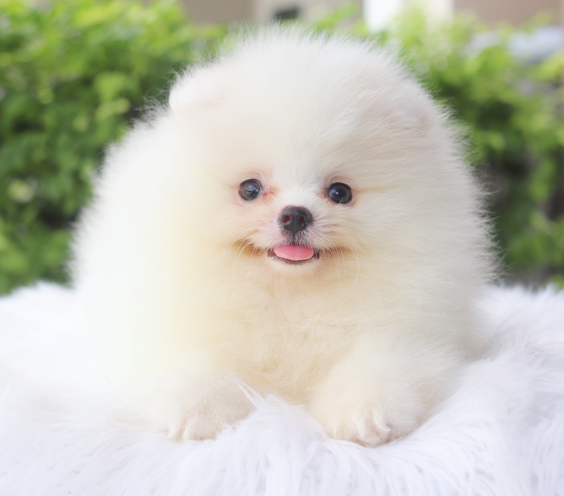 ปอมเมอเรเนียน เพศผู้สีขาวครึม เกรดโชว์