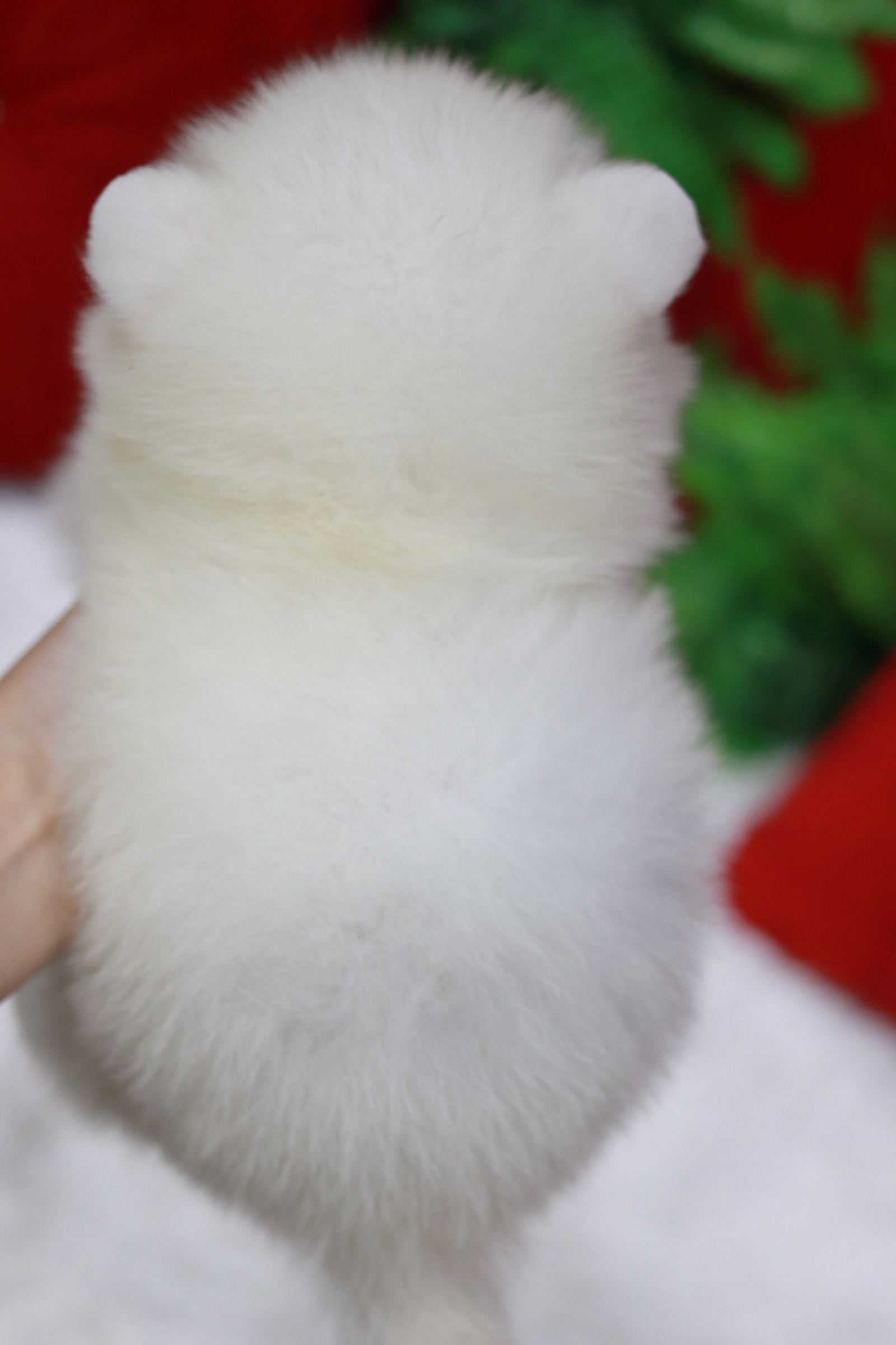 ปอมเมอเรเนียน เพศเมียขาวหน้าฟ็อก