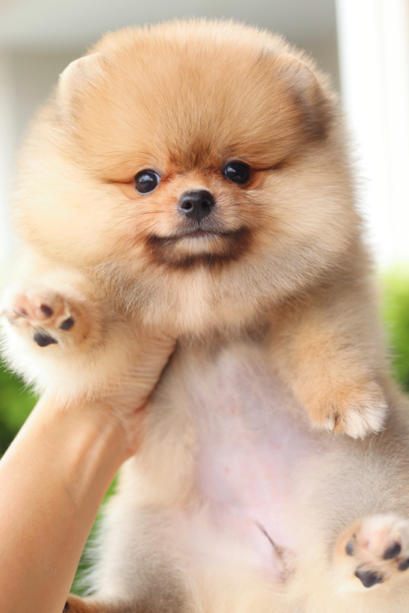 ปอมเมอเรเนียน เพศเมียสีส้ม