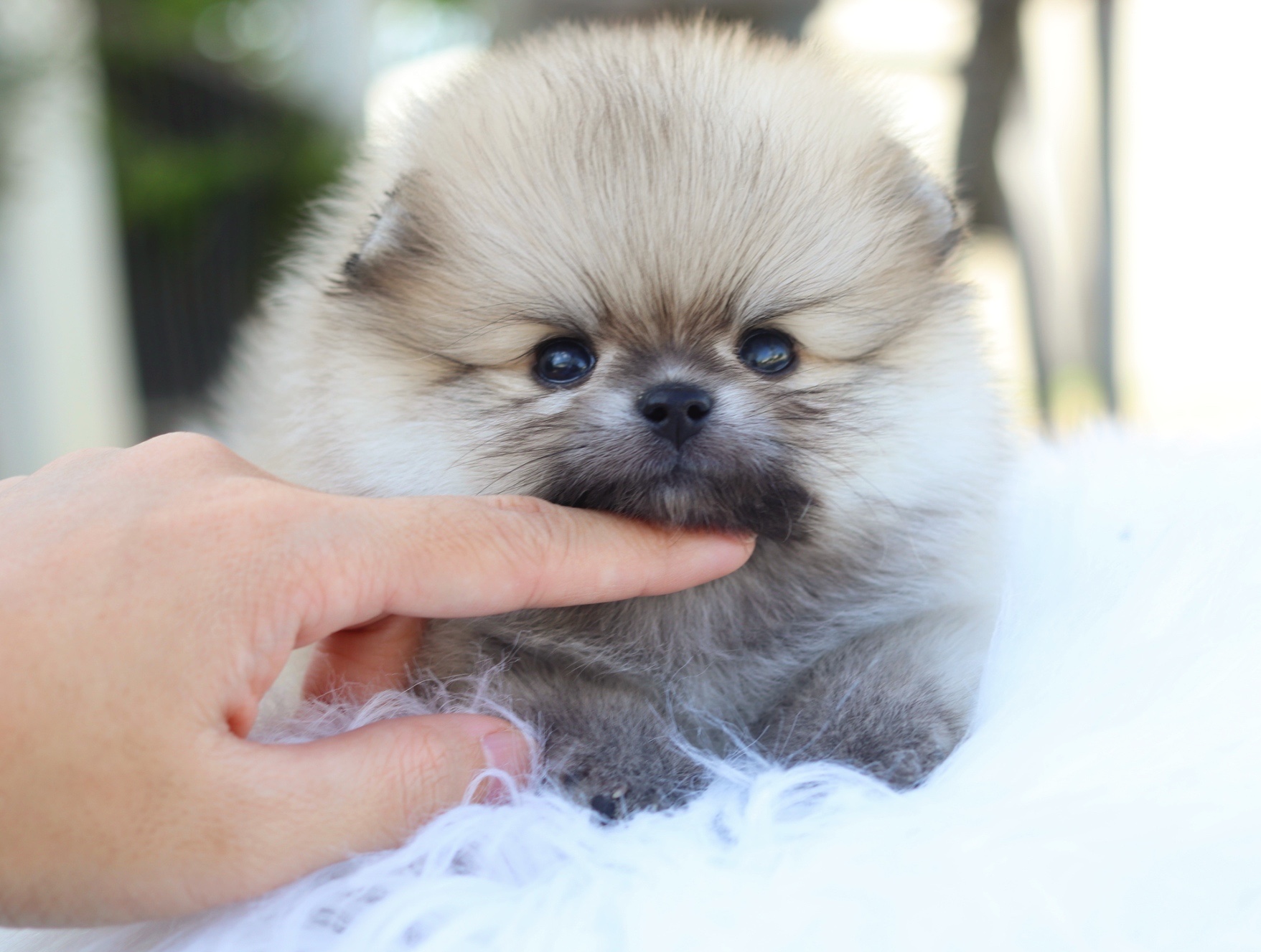 ปอมเมอเรเนียน เพศผู้สีส้ม