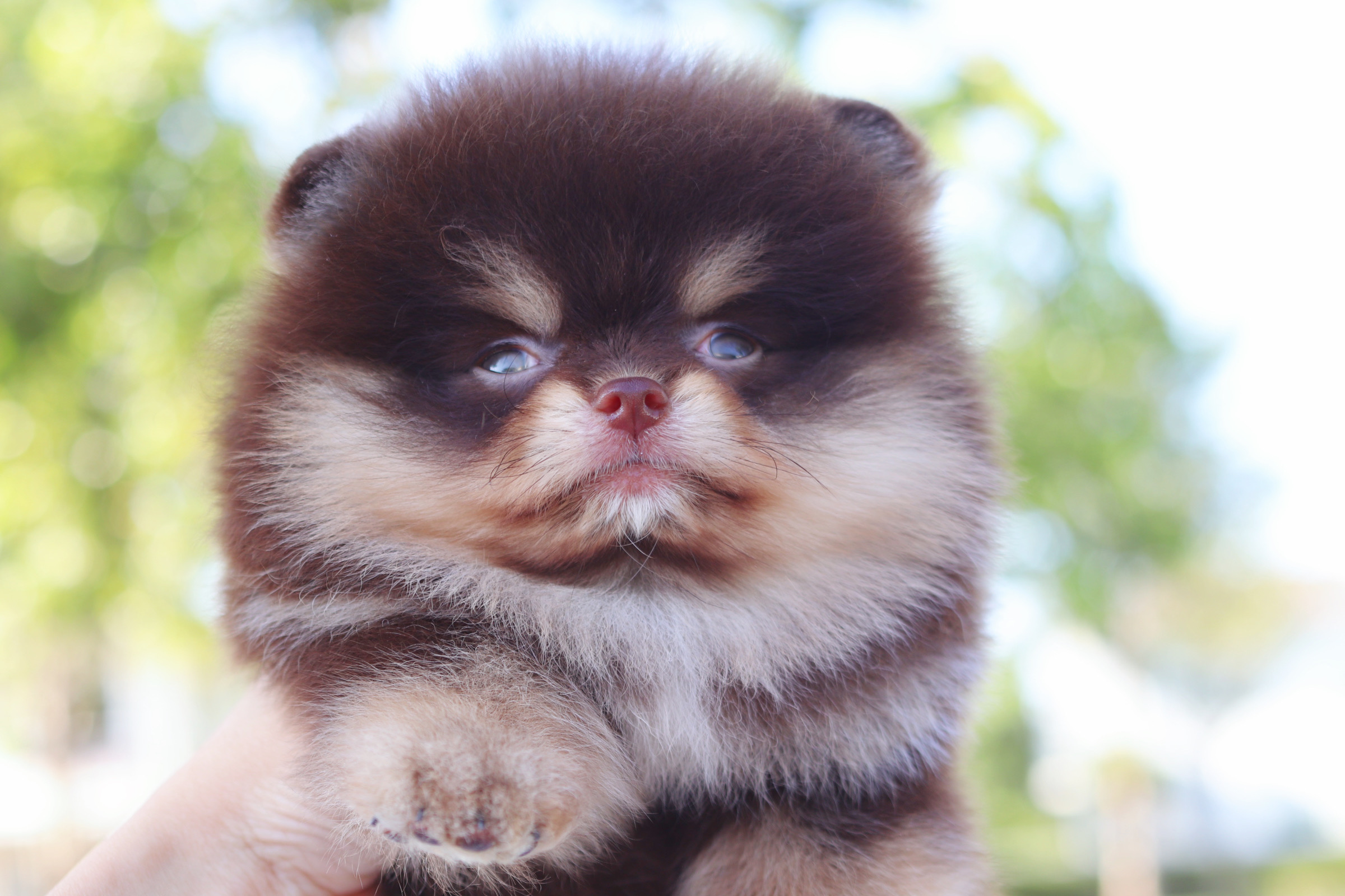 ปอมเมอเรเนียน เพศผู้ ช็อคแทน