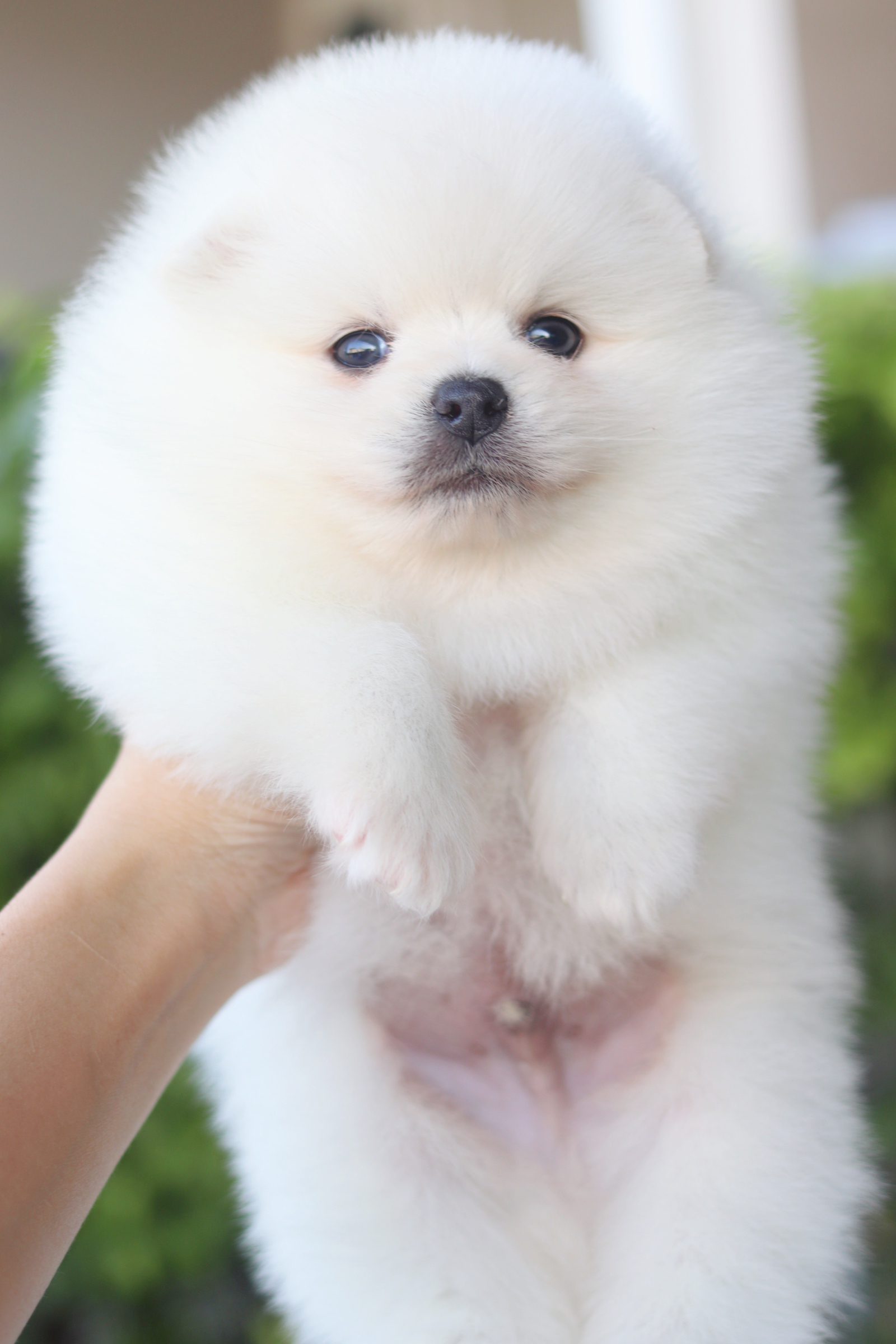 ปอมเมอเรเนียน เพศผู้ สีขาวครีม