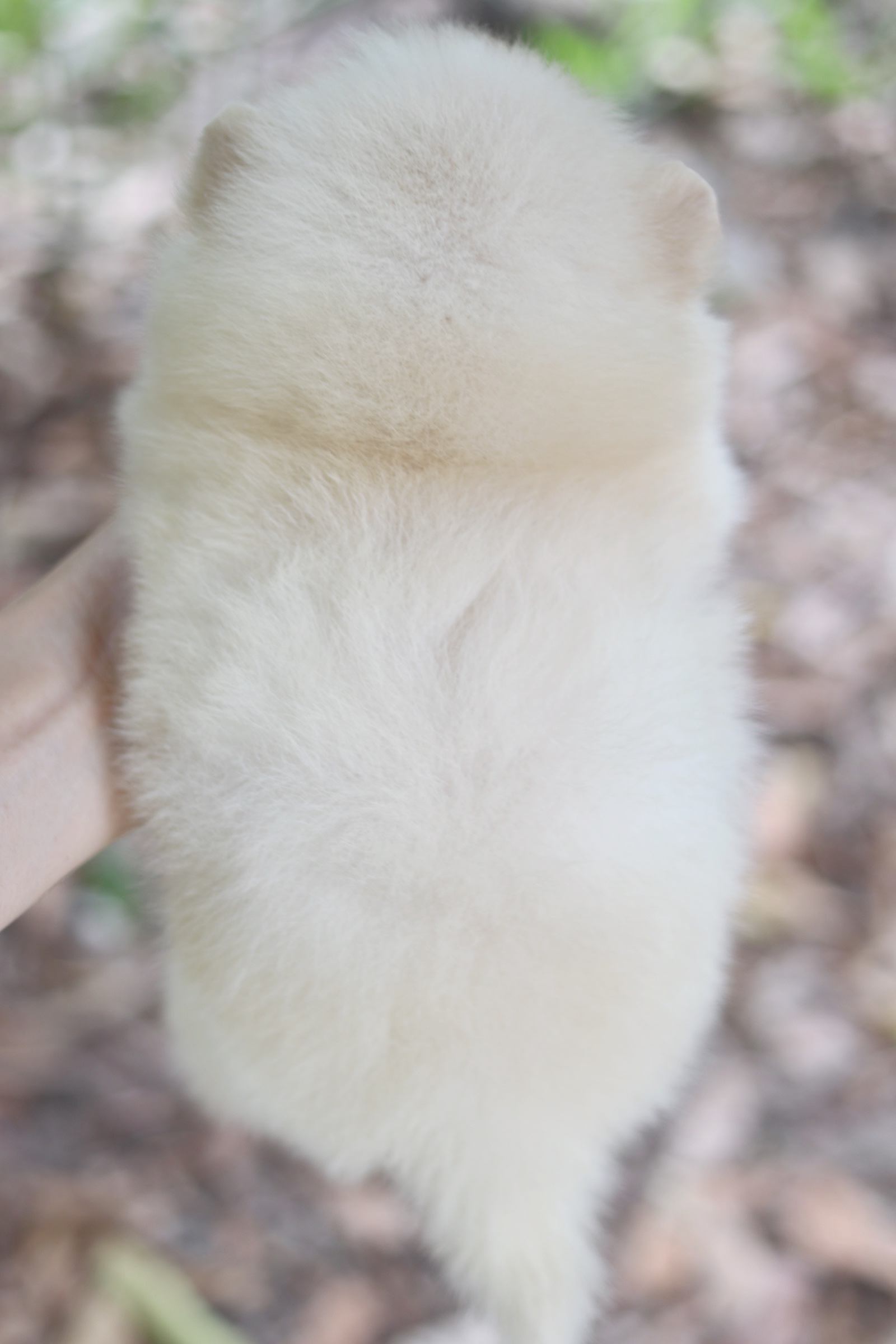 ปอมเมอเรเนียน เพศผู้สีครีม