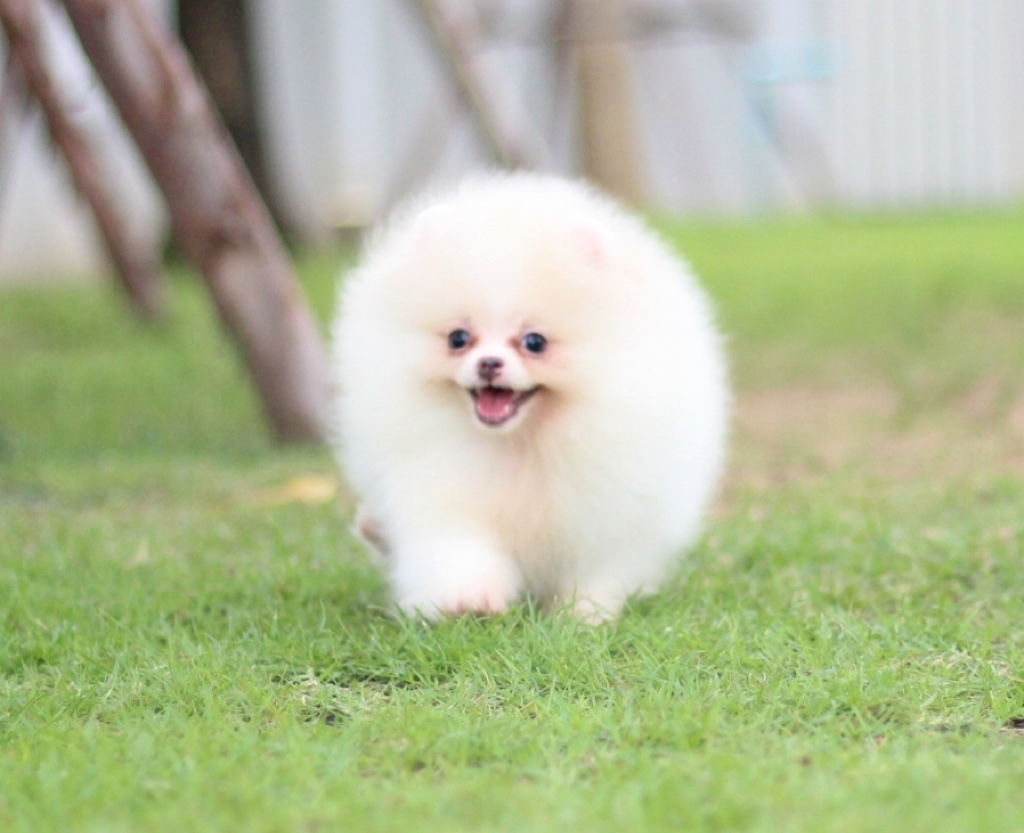 ปอมเมอเรเนียน เพศผู้สีขาวครีม