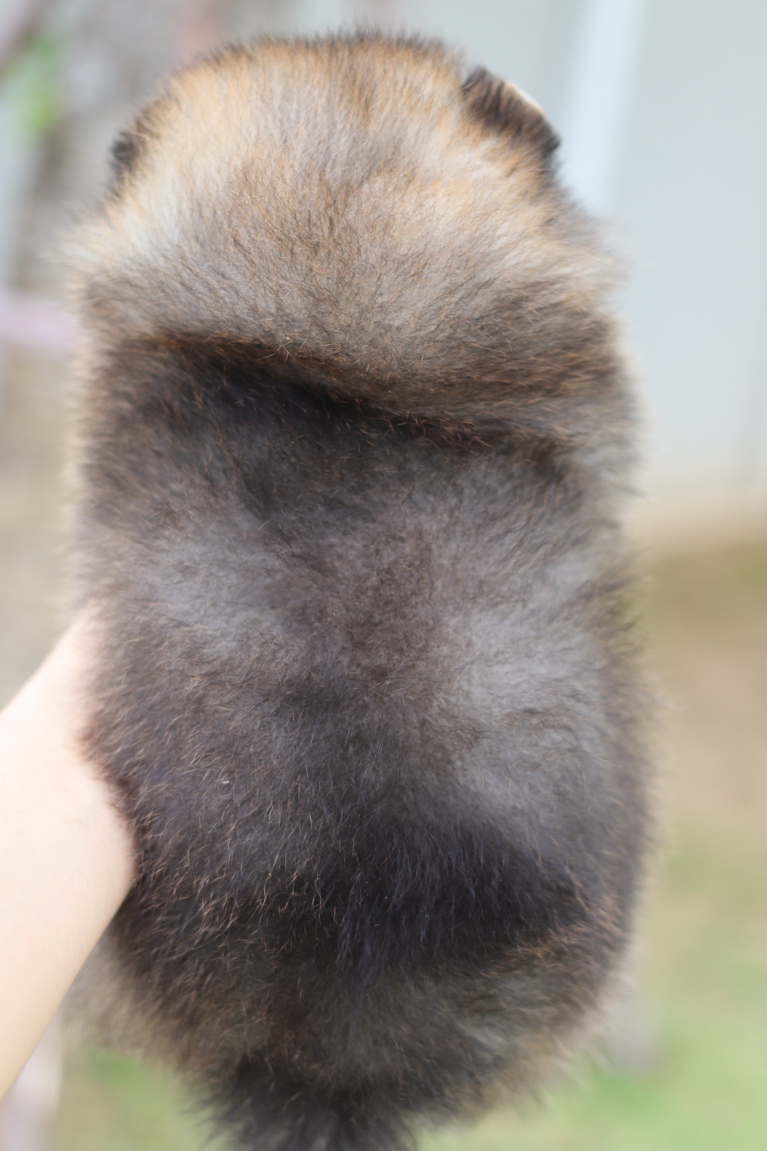 ปอมเมอเรเนียน เพศเมียสีส้ม