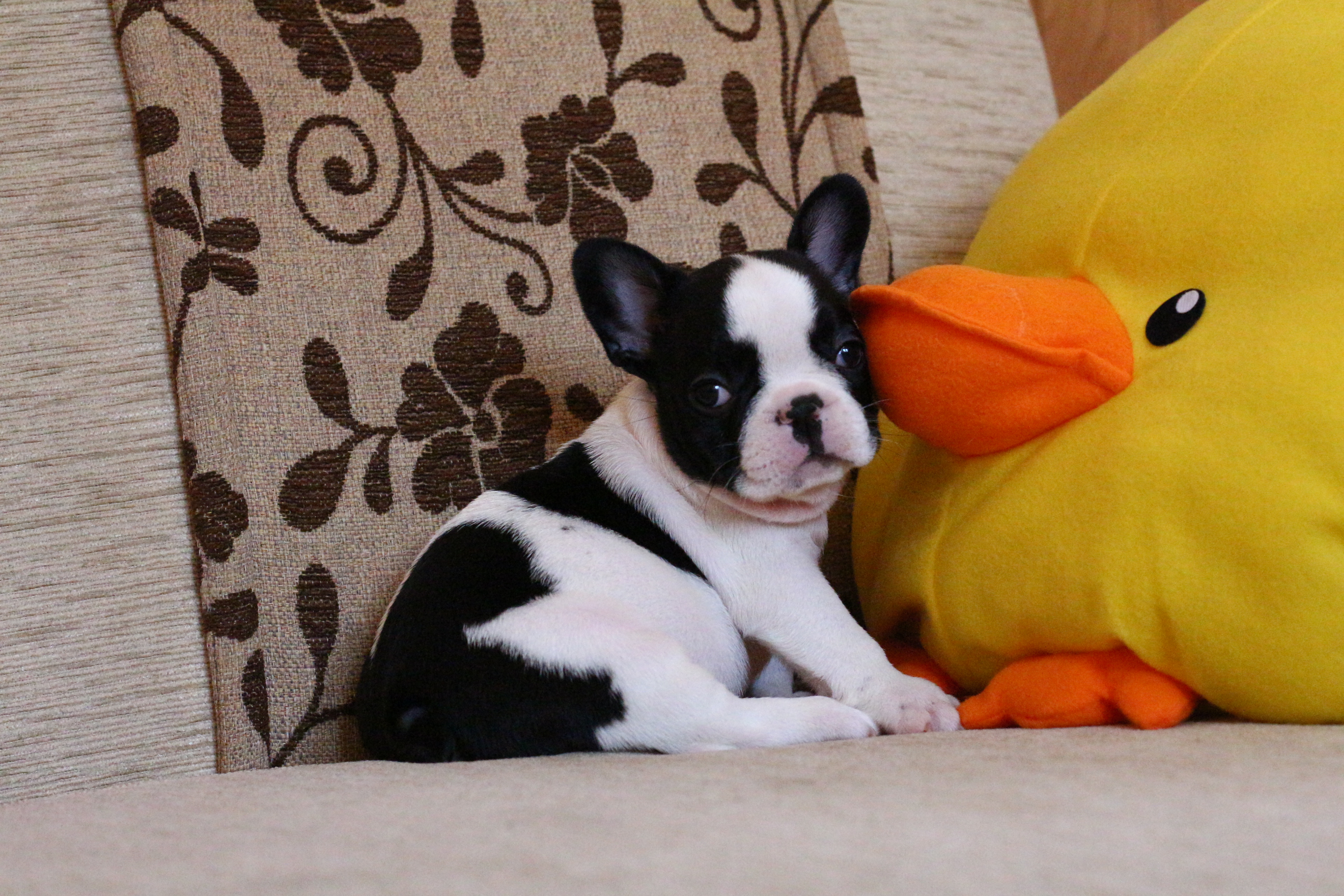 น้องมูมิน เฟรนช์บูลด็อก ลายวัว ผิวพรรณสวยสง่า