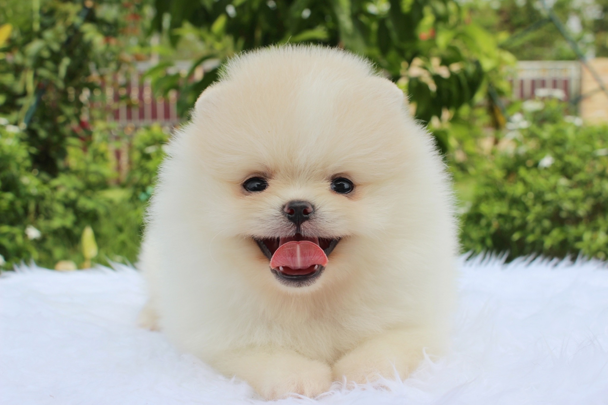 ปอมเมอเรเนียน เพศผู้ ขาวครีม