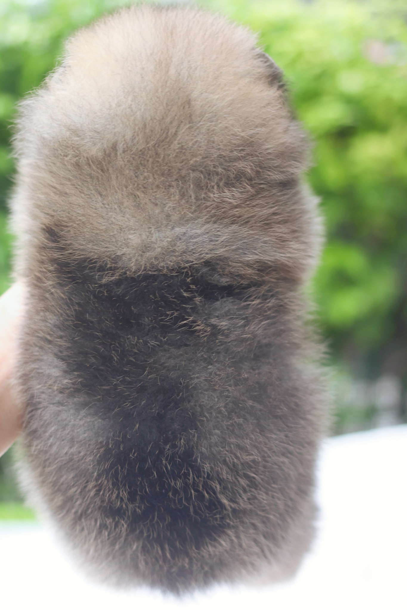 ปอมเมอเรเนียน เพศผู้สีส้ม เกรดโชว์