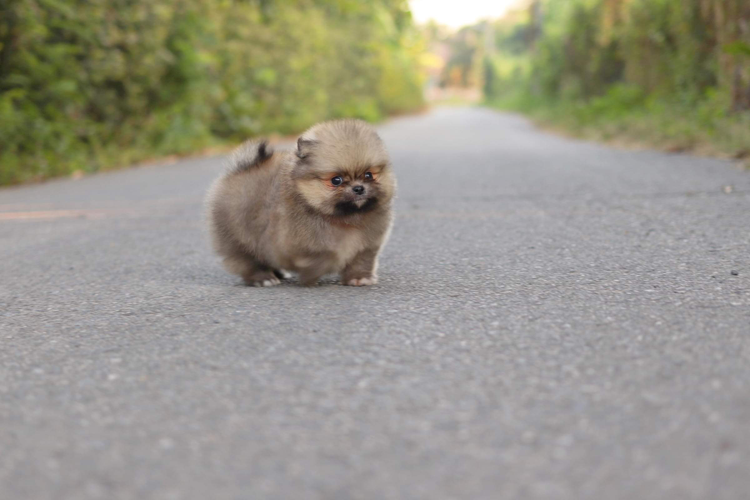 ปอมเมอเรเนียน เพศผู้